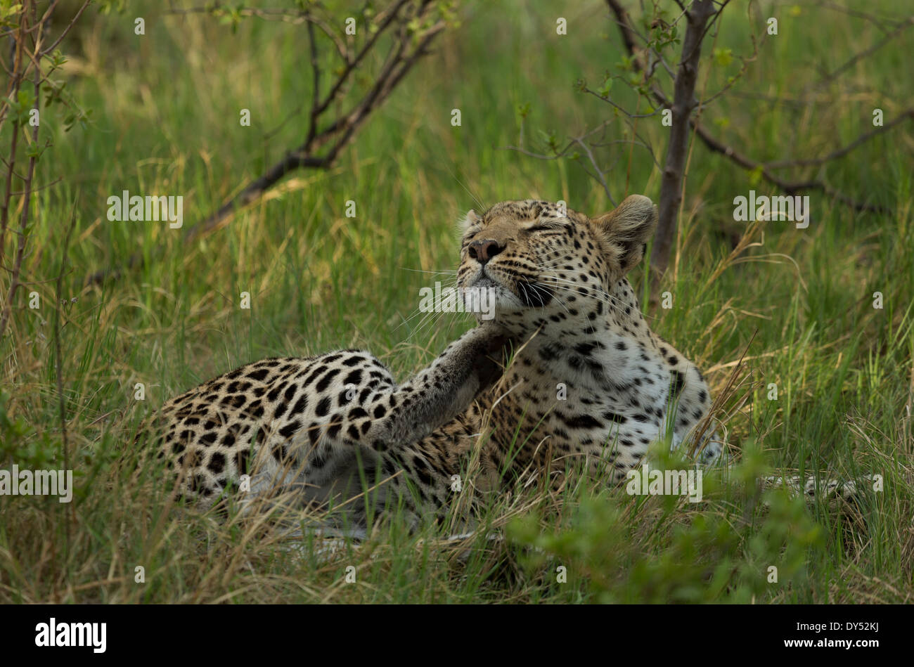 Entspannende Leopard (Panthera Pardus) Stockfoto