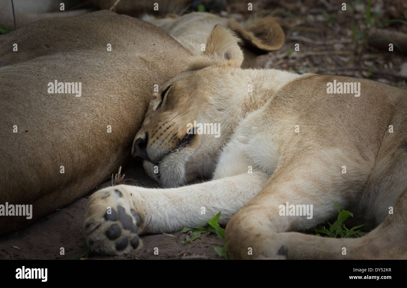 Schlafende Löwen Stockfoto