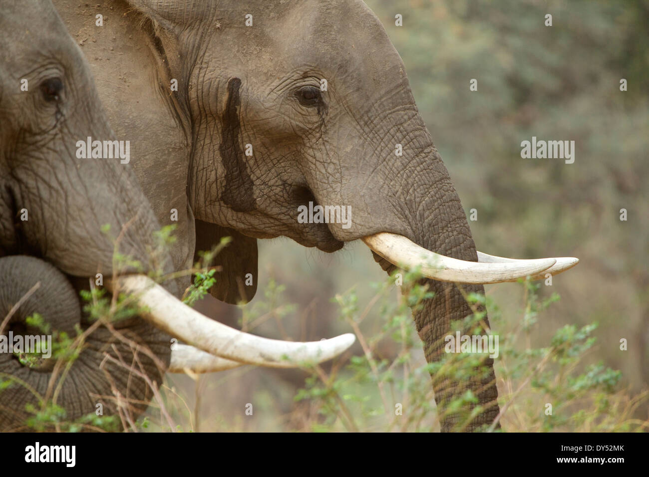 Afrikanische Elefanten Loxodonta Africana zwei Bullen der rechten Elefant weint aus seiner zeitlichen Drüse in der Regel einen Indikator Stockfoto