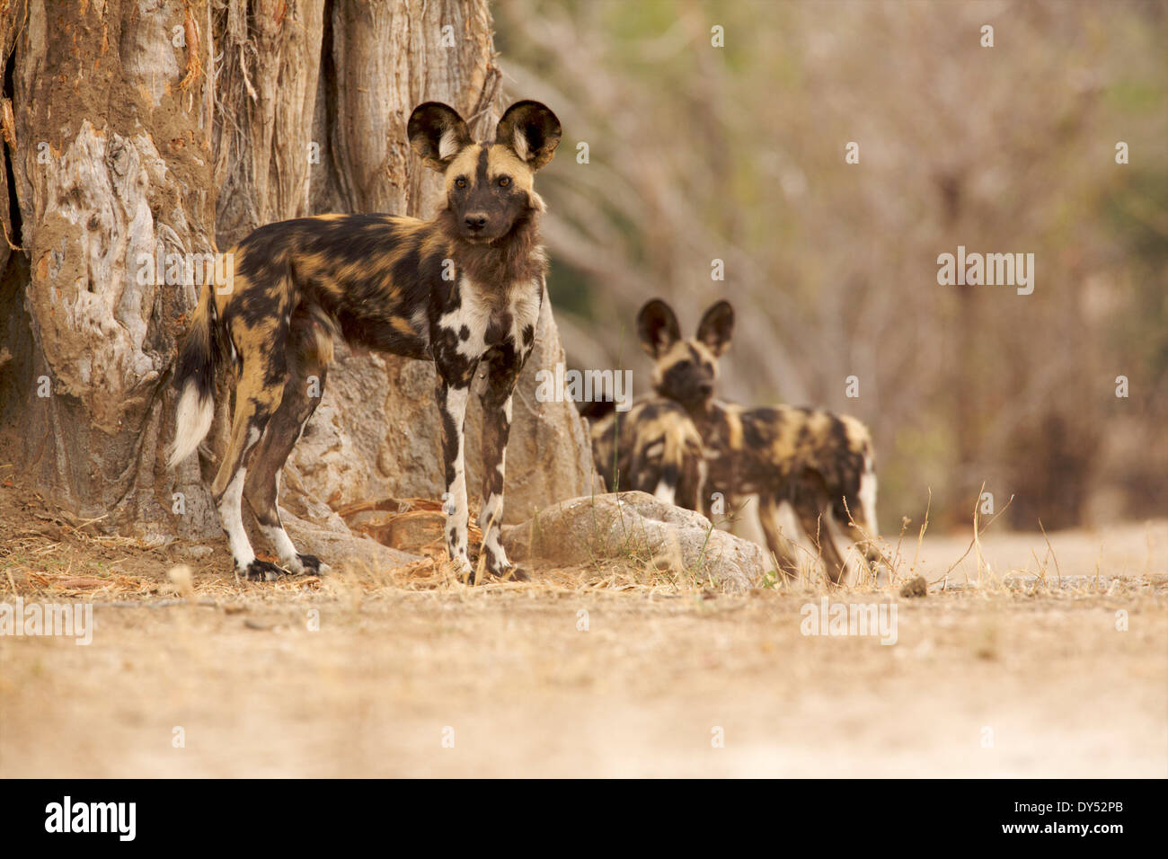 Wildhund - LYKAON pictus Stockfoto