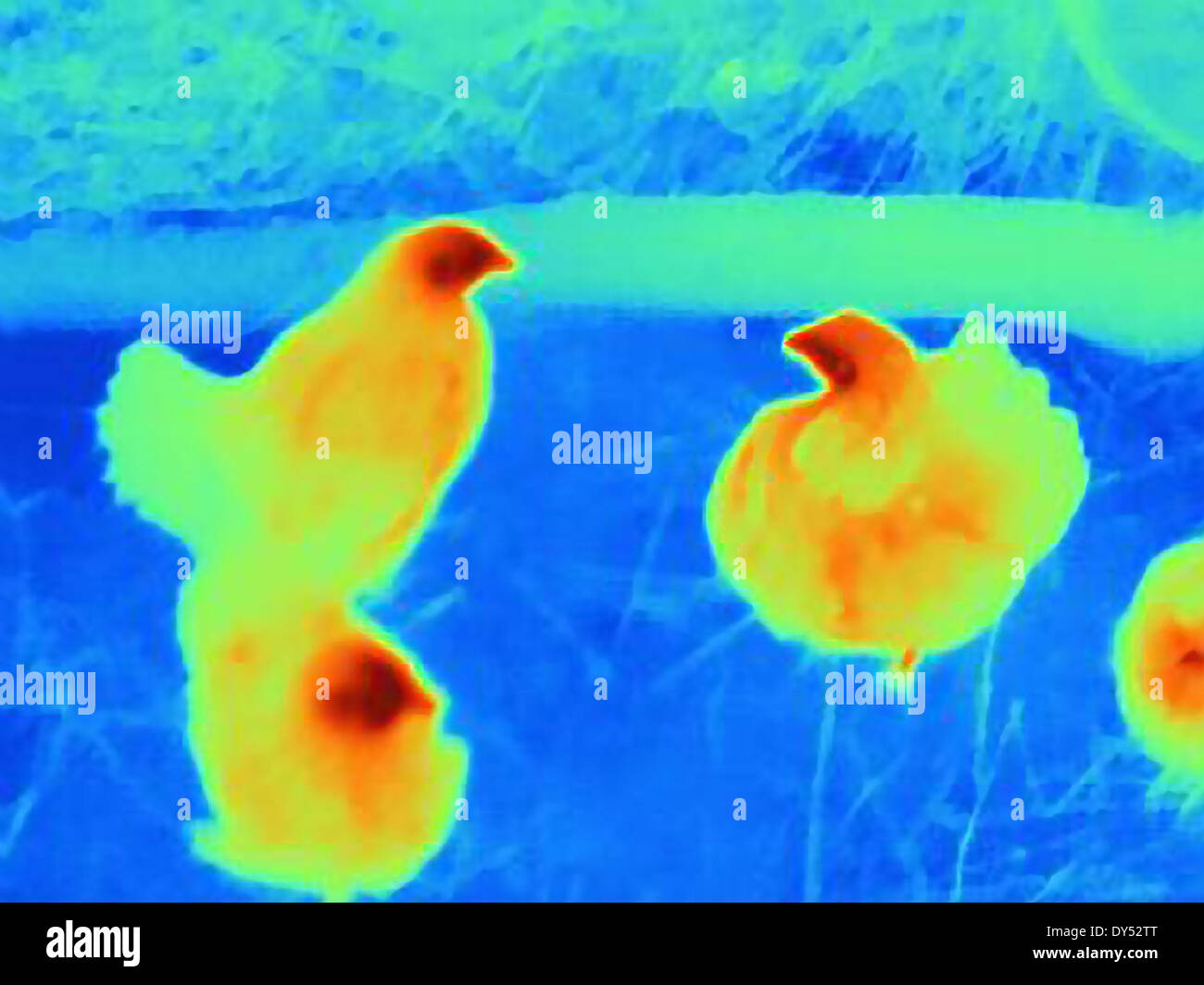 Wärmebild von Hühnern Stockfoto