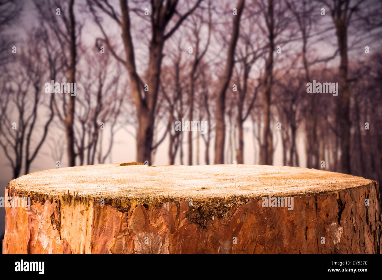 Kiefer-stumpf auf einen Hintergrund Herbstwald Stockfoto