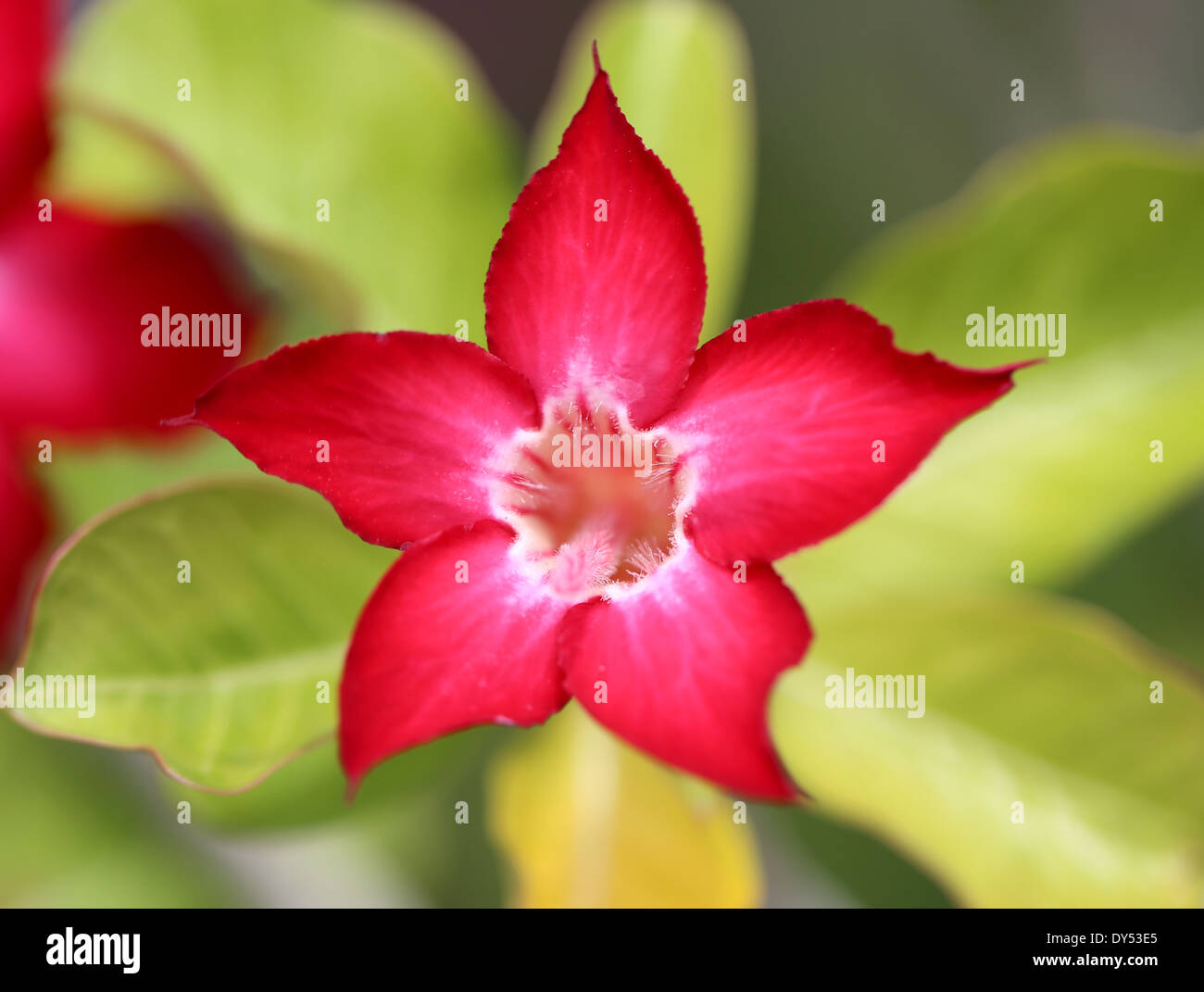 Sehr schöne rote Blume auf grünem Hintergrund Stockfoto