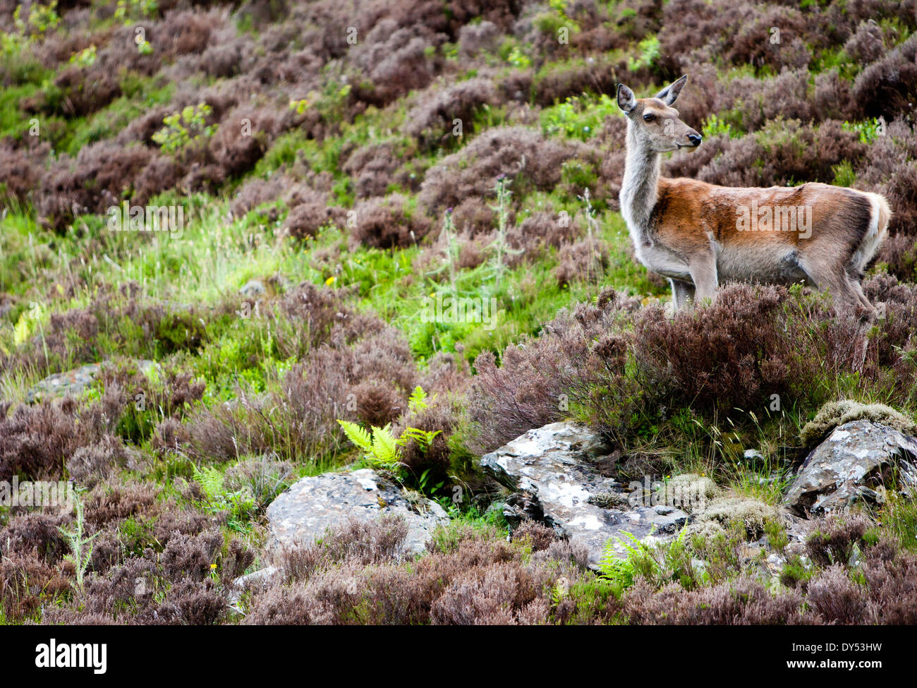 Weibliches Rotwild in The Trossachs, Schottland. Stockfoto