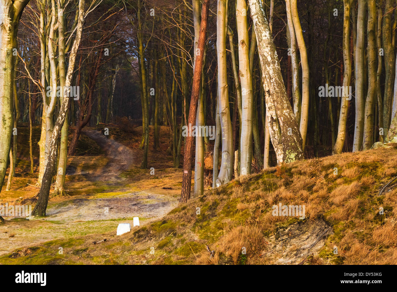 Straße unter der bewaldeten Küste des Meeres Stockfoto