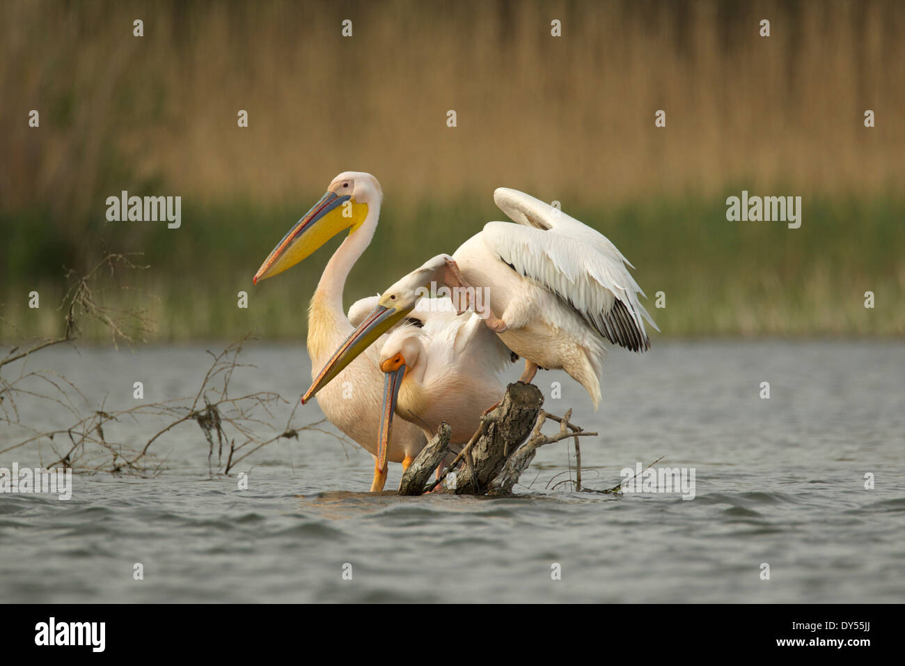 Weiße Pelikane, Donau-Delta, Rumänien Stockfoto