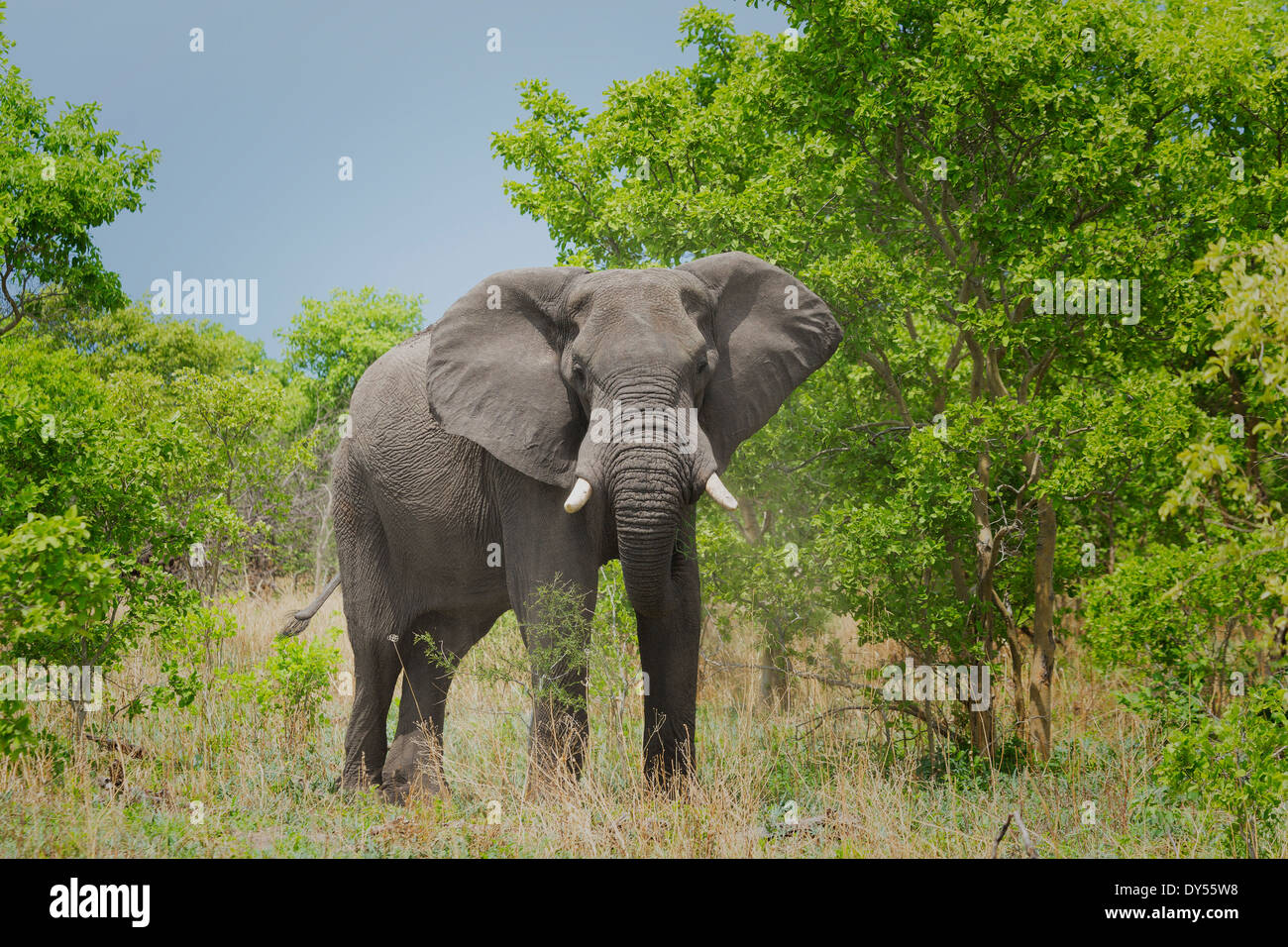 Afrikanischer Elefant (Loxodonta Africana) Stockfoto