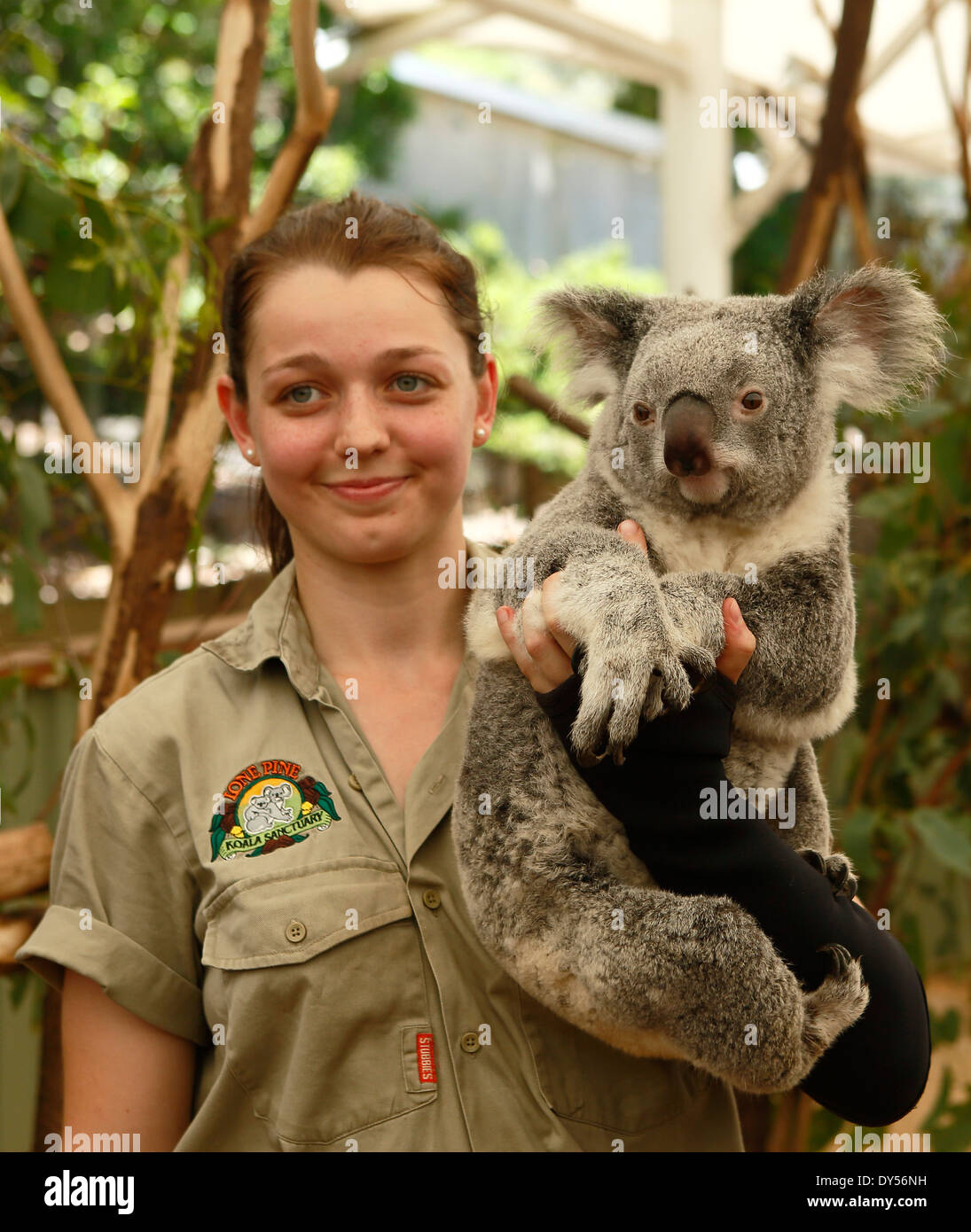 Weibliche Halter Holding Koala im Lone Pine Koala Sanctuary in Brisbane, Queensland, Australien Stockfoto