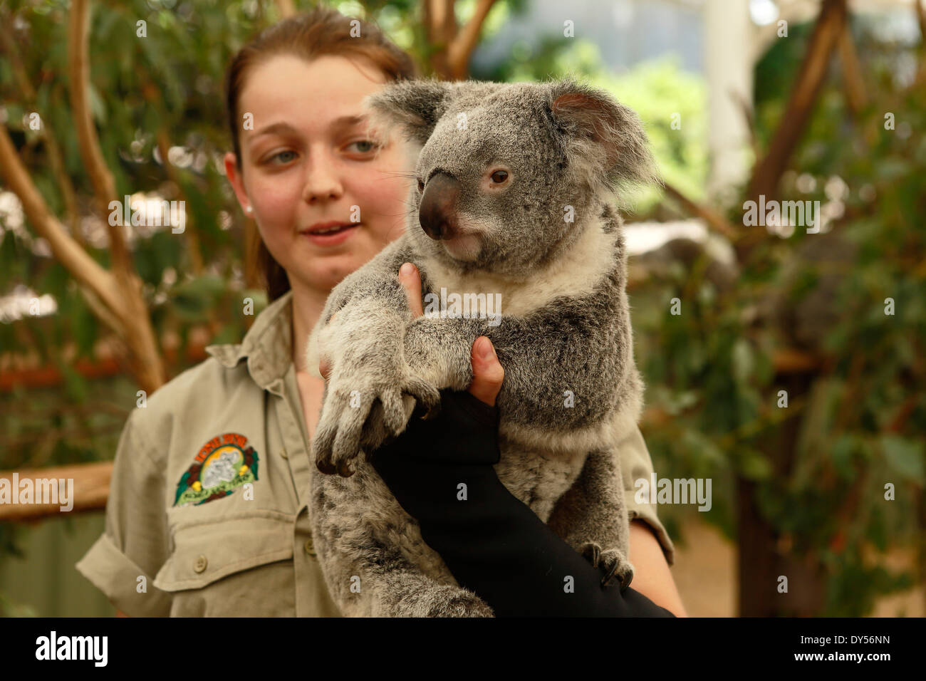Weibliche Halter Holding Koala im Lone Pine Koala Sanctuary in Brisbane, Queensland, Australien Stockfoto