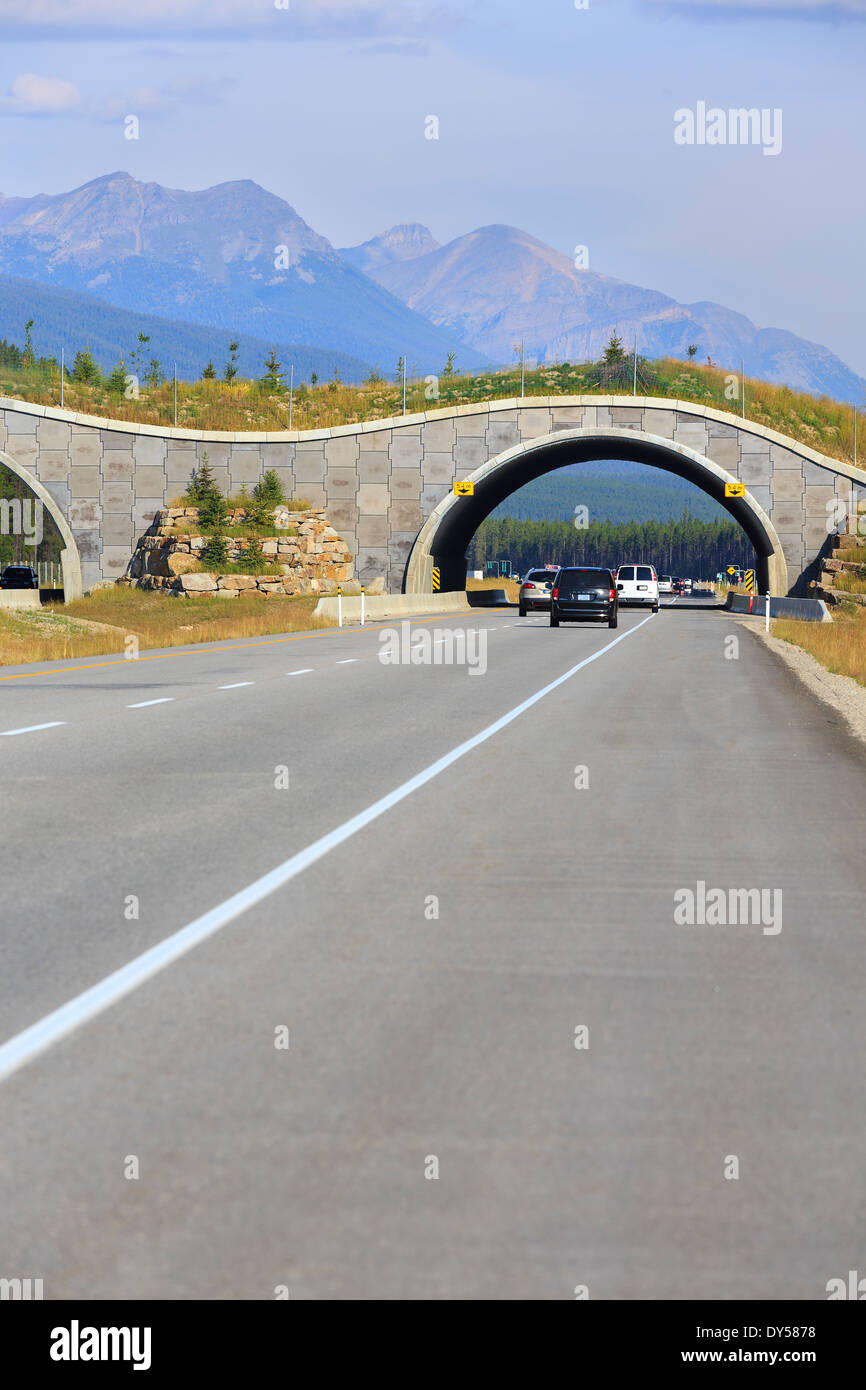 Wildlife Überführung des Trans-Canada Highway, Banff National Park, Alberta, Kanada überqueren Stockfoto