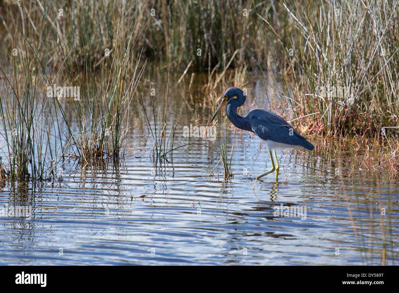 Diese dreifarbigen Heron kontrastiert schön in der Umgebung von Merritt Island National Wildlife Refuge in Florida. Stockfoto