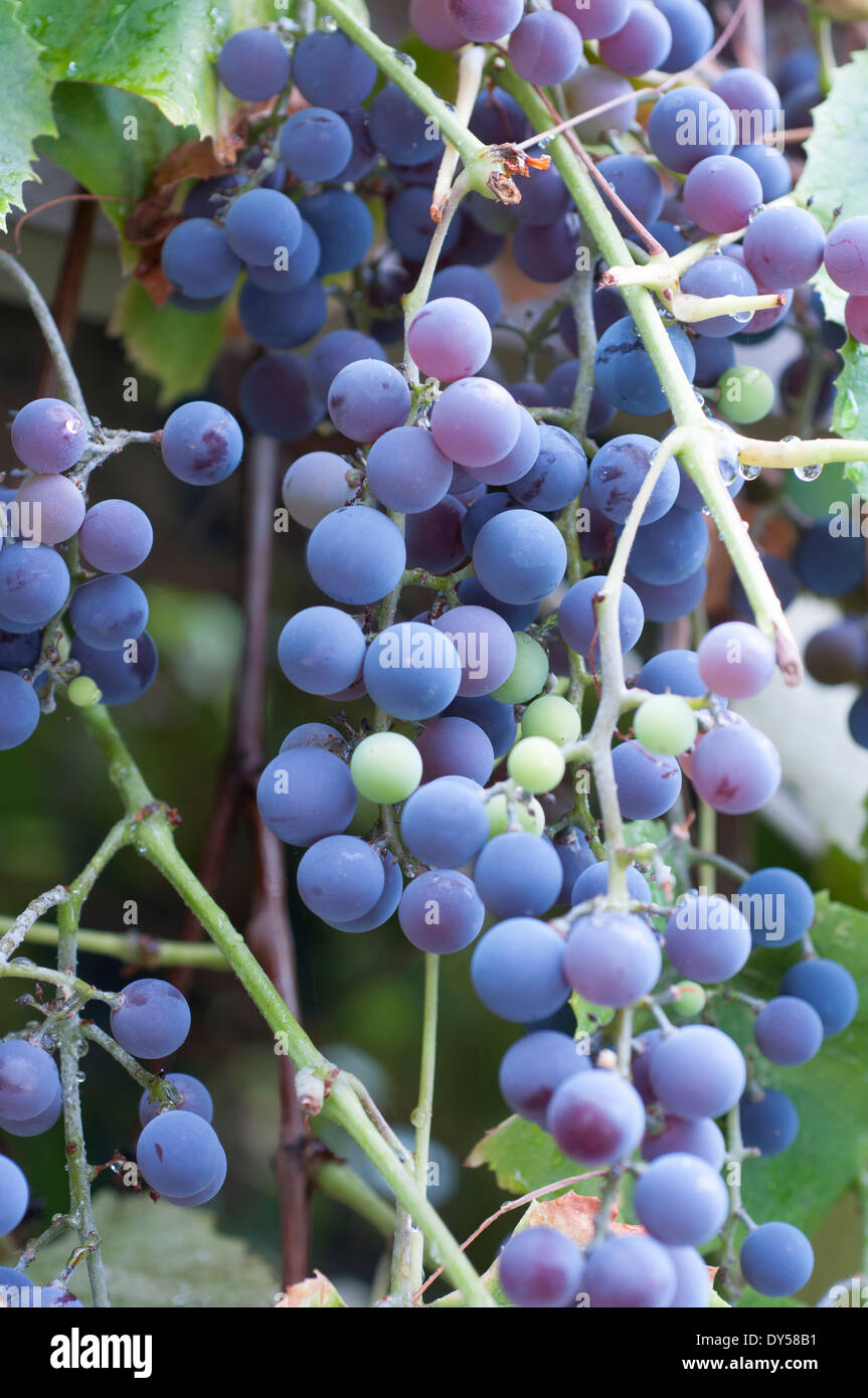 Concord Trauben am Rebstock, Britisch-Kolumbien Okanagan. Stockfoto