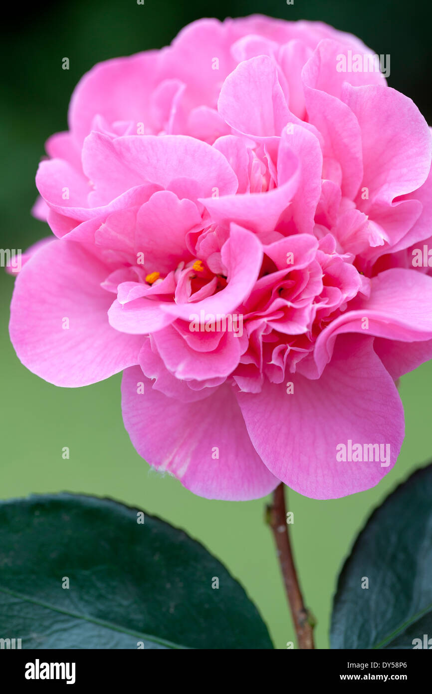 Nahaufnahme von Camellia X williamsii Debbie, Kamelie. Strauch, März. Einzelne helle rosa Blume. Stockfoto