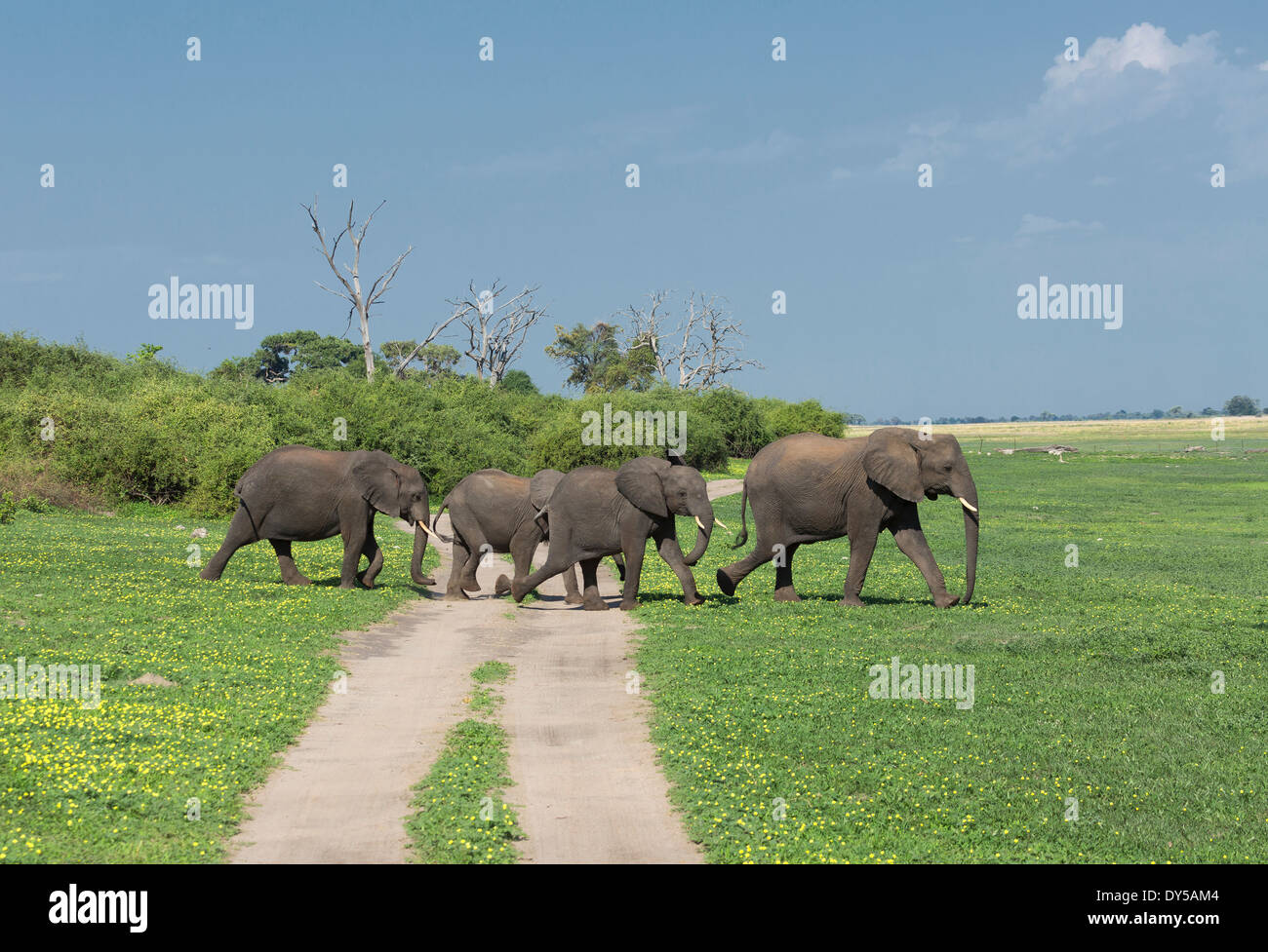 Afrikanische Elefanten (Loxodonta Africana) Stockfoto