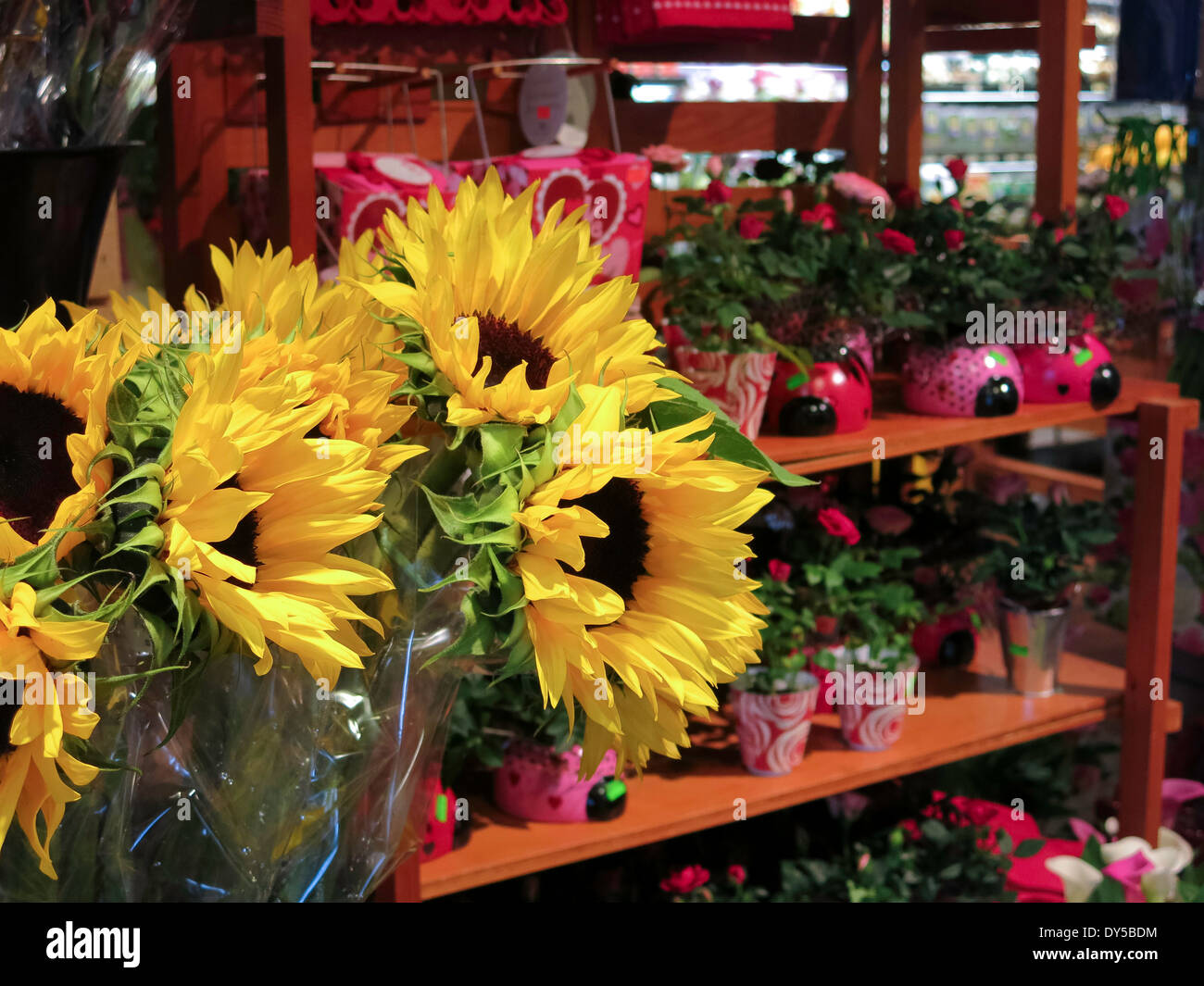 Sonnenblumen im Anzeigebereich frischen Schnittblumen, den Frischmarkt in Tampa, Florida Stockfoto