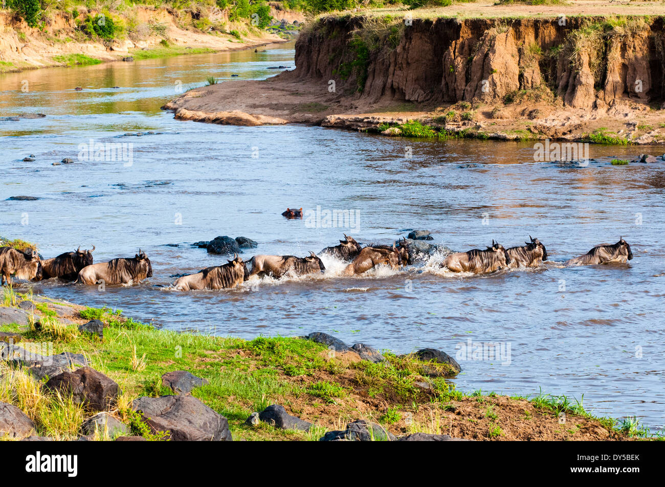 Herde von Gnus (gestromt Gnu) (Connochaetes Taurinus) Kreuzung den Mara River, Masai Mara Reserve, Kenia, Ostafrika Stockfoto