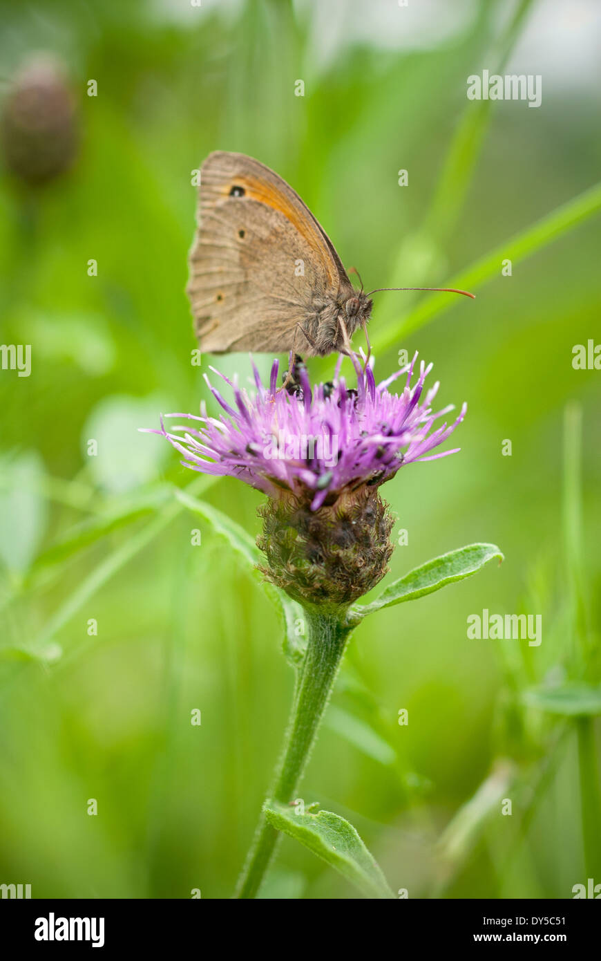 Wiese braun Schmetterling, Maniola Jurtina Fütterung auf Flockenblume, Centaurea Nigra. Stockfoto