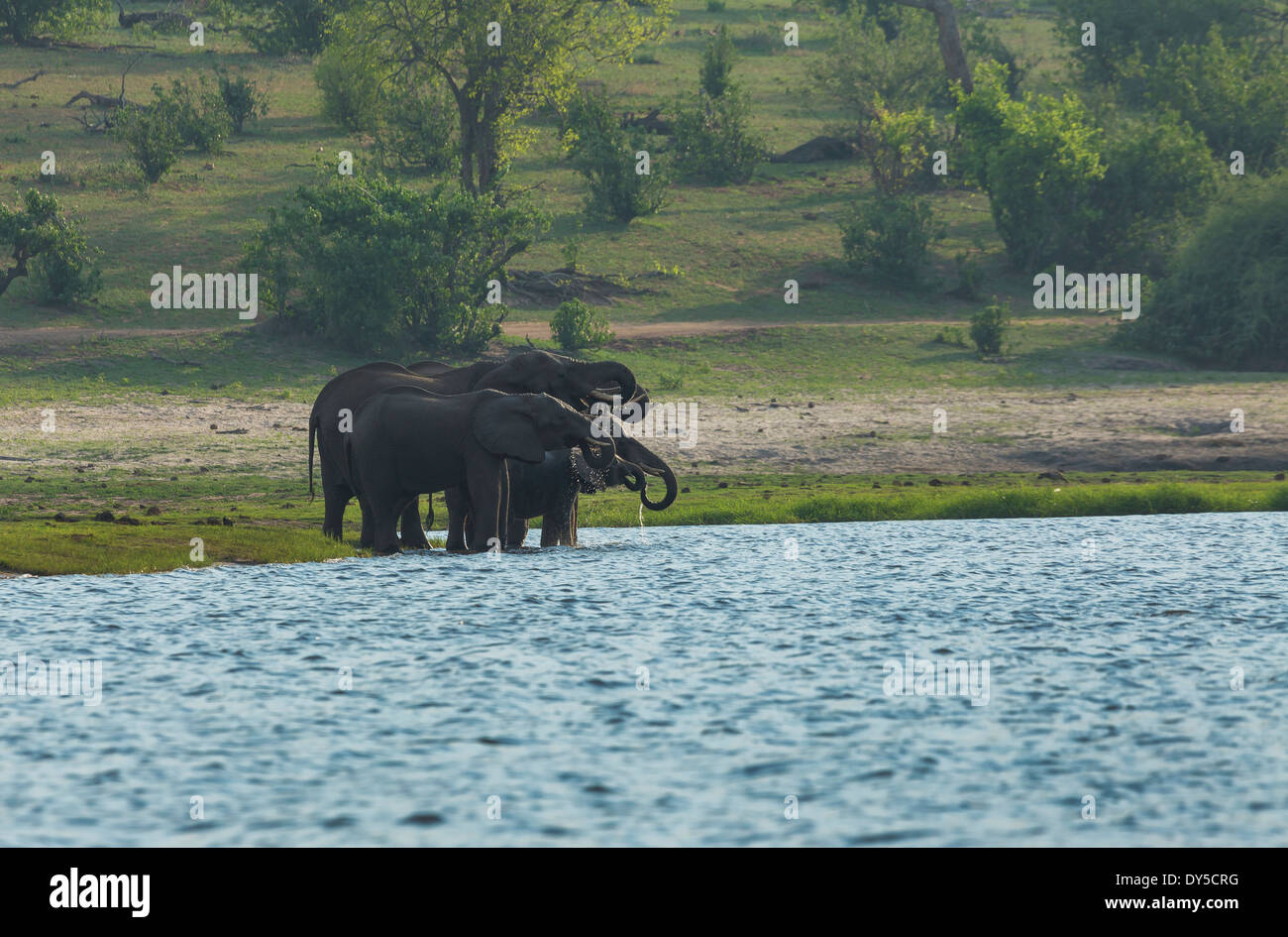 Afrikanische Elefanten (Loxodonta Africana) im Chobe Fluss trinken Stockfoto