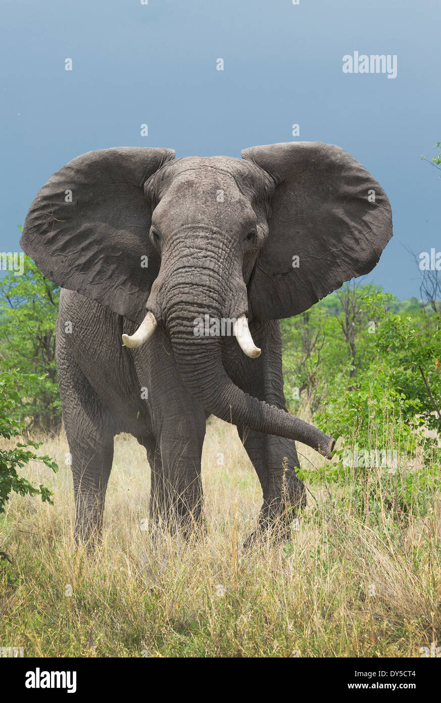 Afrikanischer Elefant (Loxodonta Africana) Stockfoto