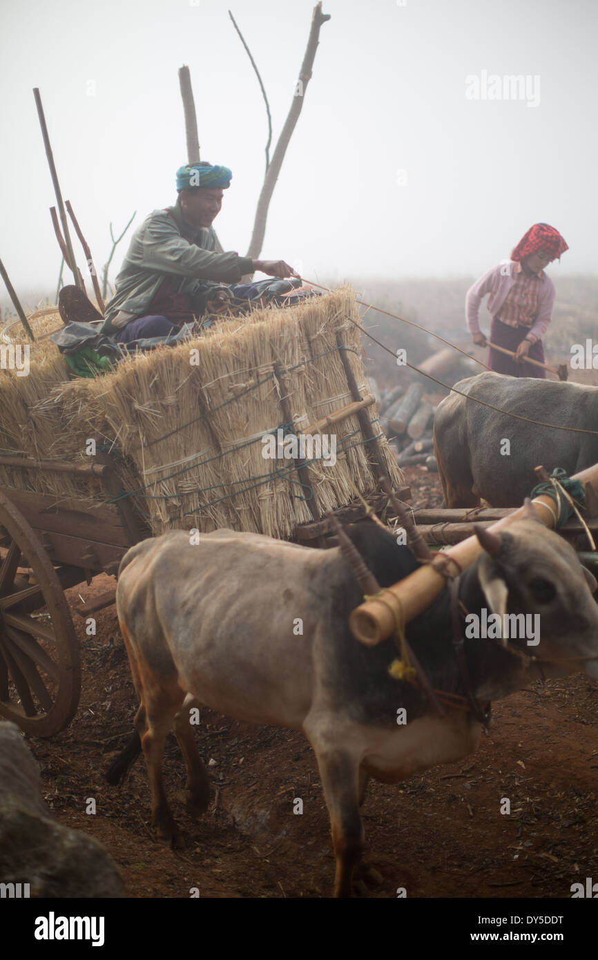 Zwei Bauern arbeiten im Morgengrauen in die Landschaft außerhalb von Kalaw in Myanmar mit Rindern Stockfoto