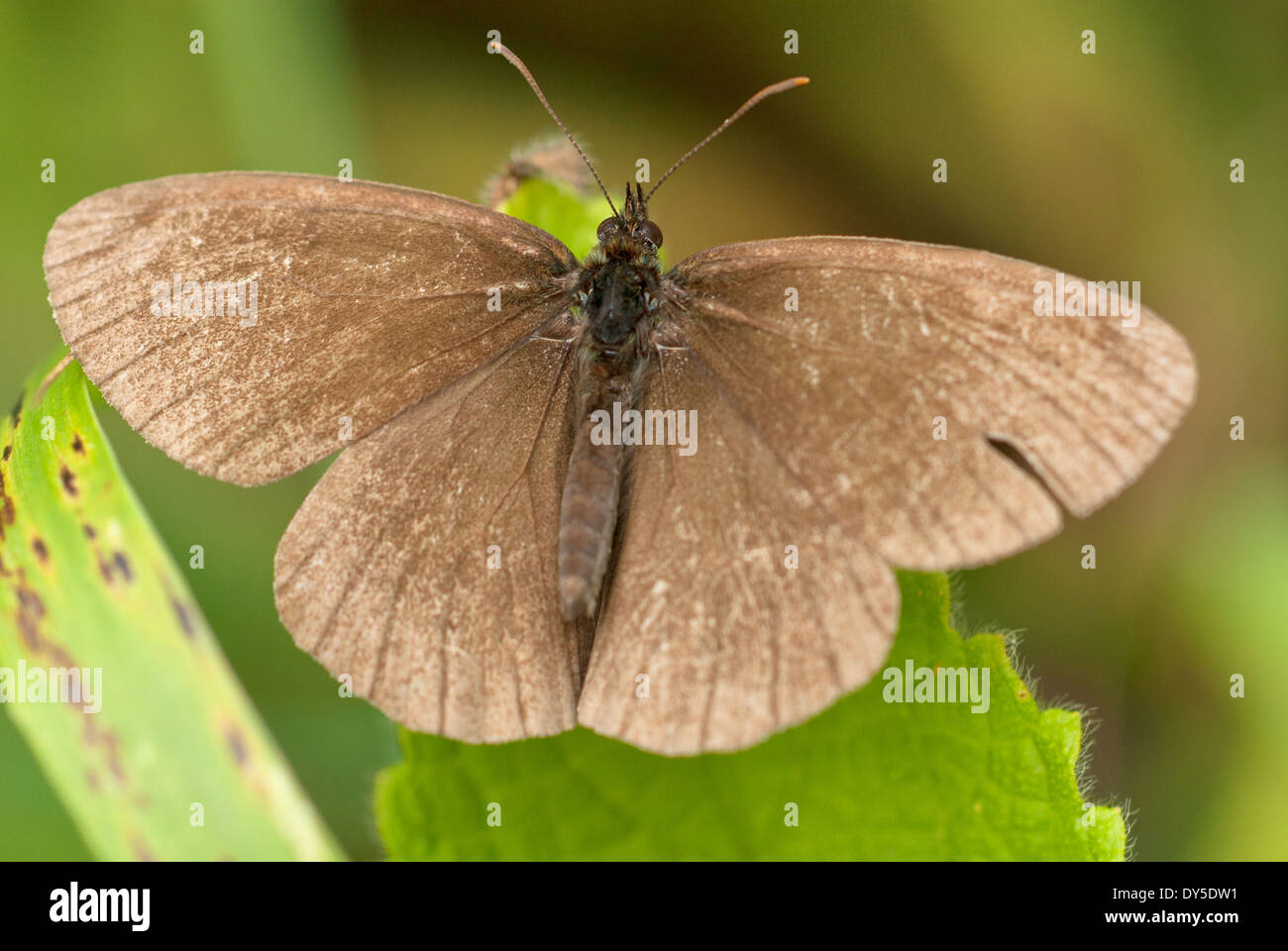 Wiese braun Schmetterling, Maniola Jurtina. Stockfoto