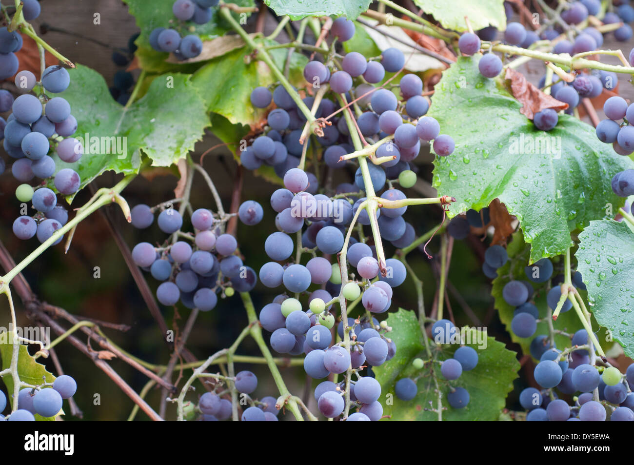 Concord Trauben am Rebstock, Britisch-Kolumbien Okanagan. Stockfoto
