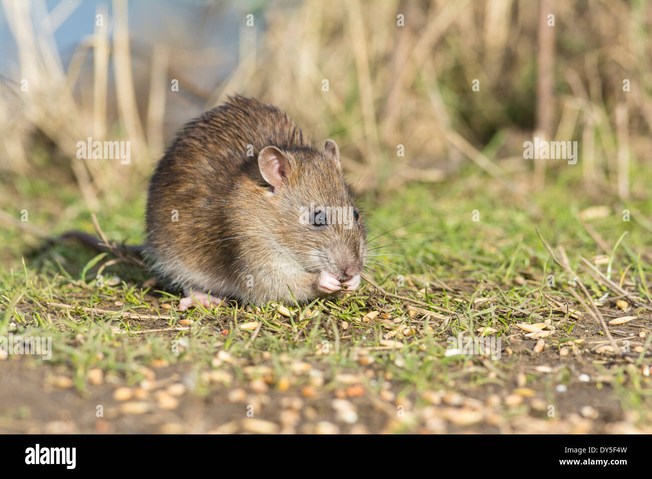 Junge braune Ratte, Rattus Norvegicus, Fütterung auf Teilen Korn. Stockfoto