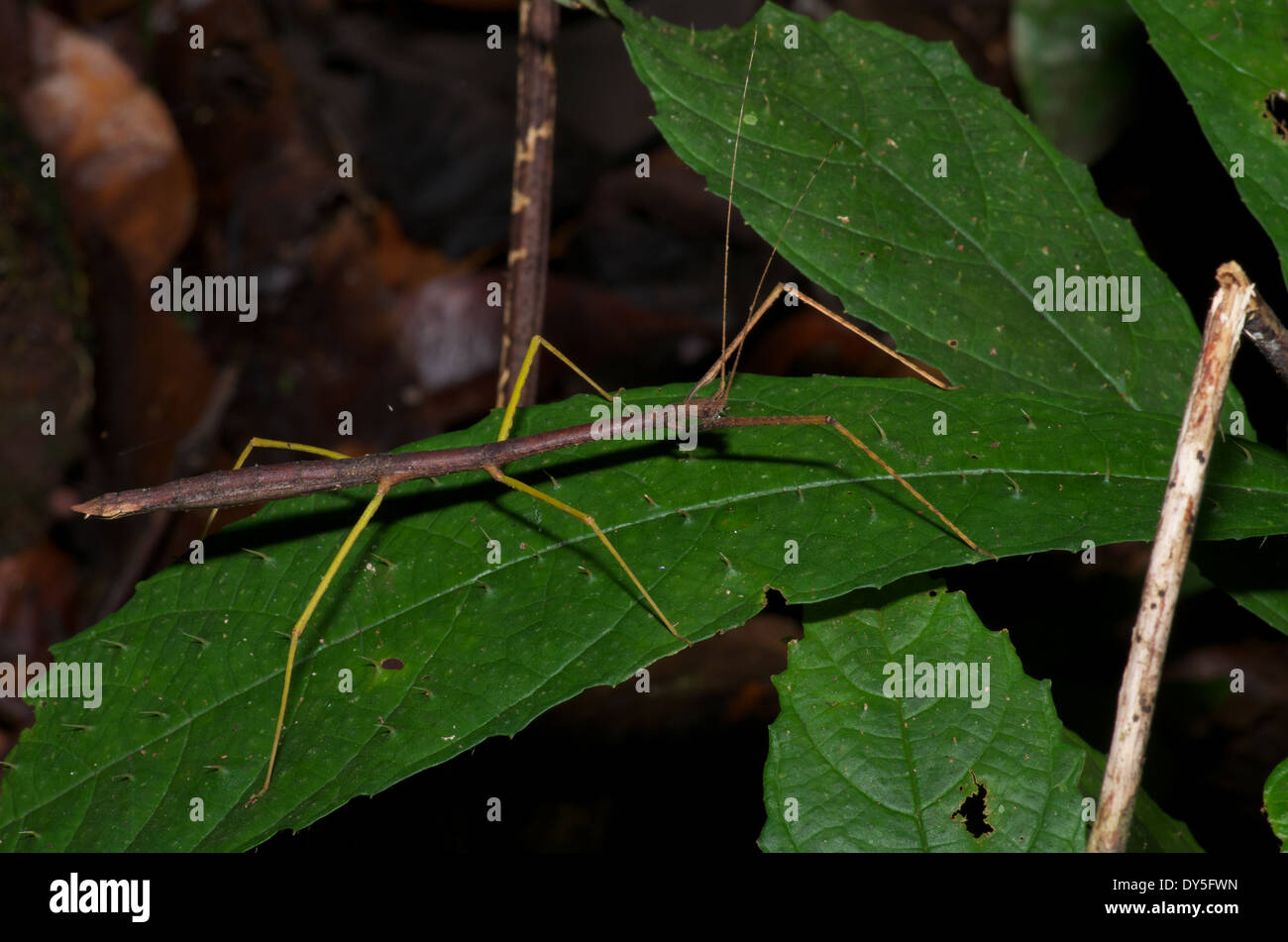 Ein Spazierstock (Zucht) auf einem grünen Blatt in der Nacht im Amazonasbecken in Peru. Stockfoto
