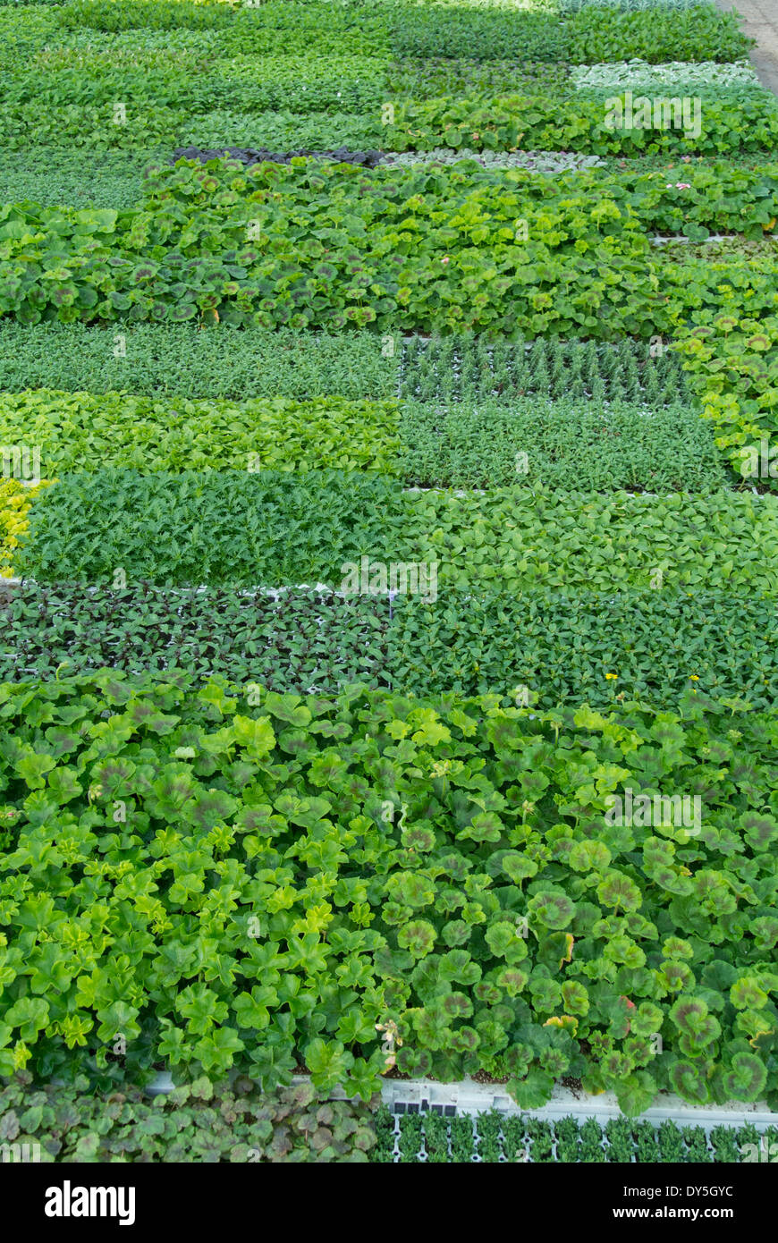 Beetpflanze Sämlinge unter Glas Stockfoto