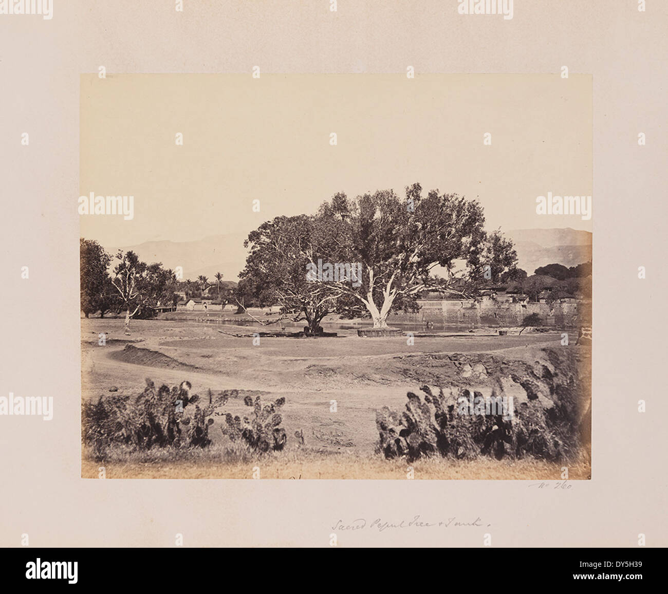 Der heilige Pepul-Baum und Tank in Indien sind für ihre kulturelle und spirituelle Bedeutung von Bedeutung. Der Tank dient als Wasserreservoir, während der Baum in der lokalen Tradition verehrt wird. Stockfoto