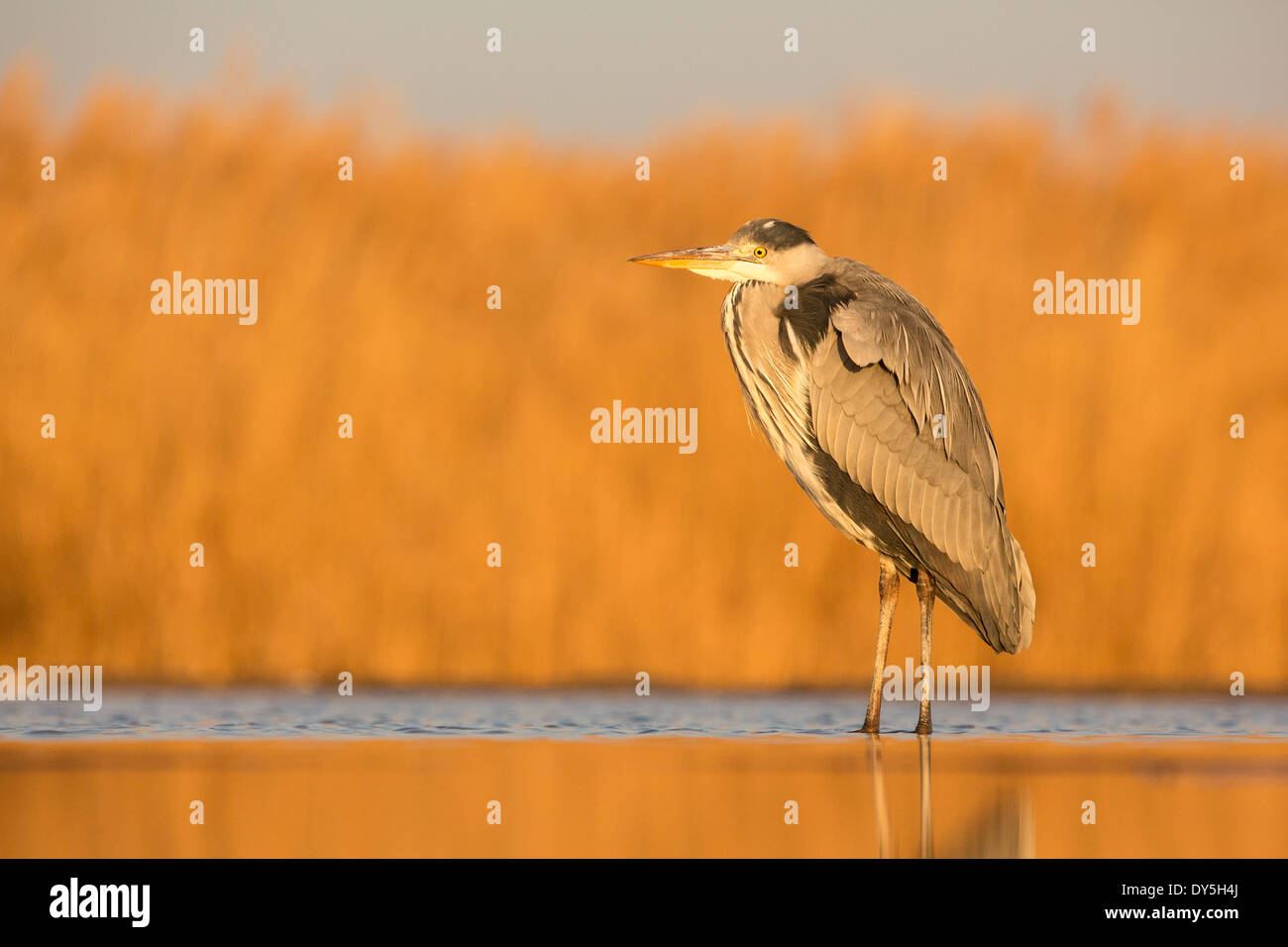 Graue Reiher (Ardea Cinerea) im goldenen Morgenlicht Stockfoto