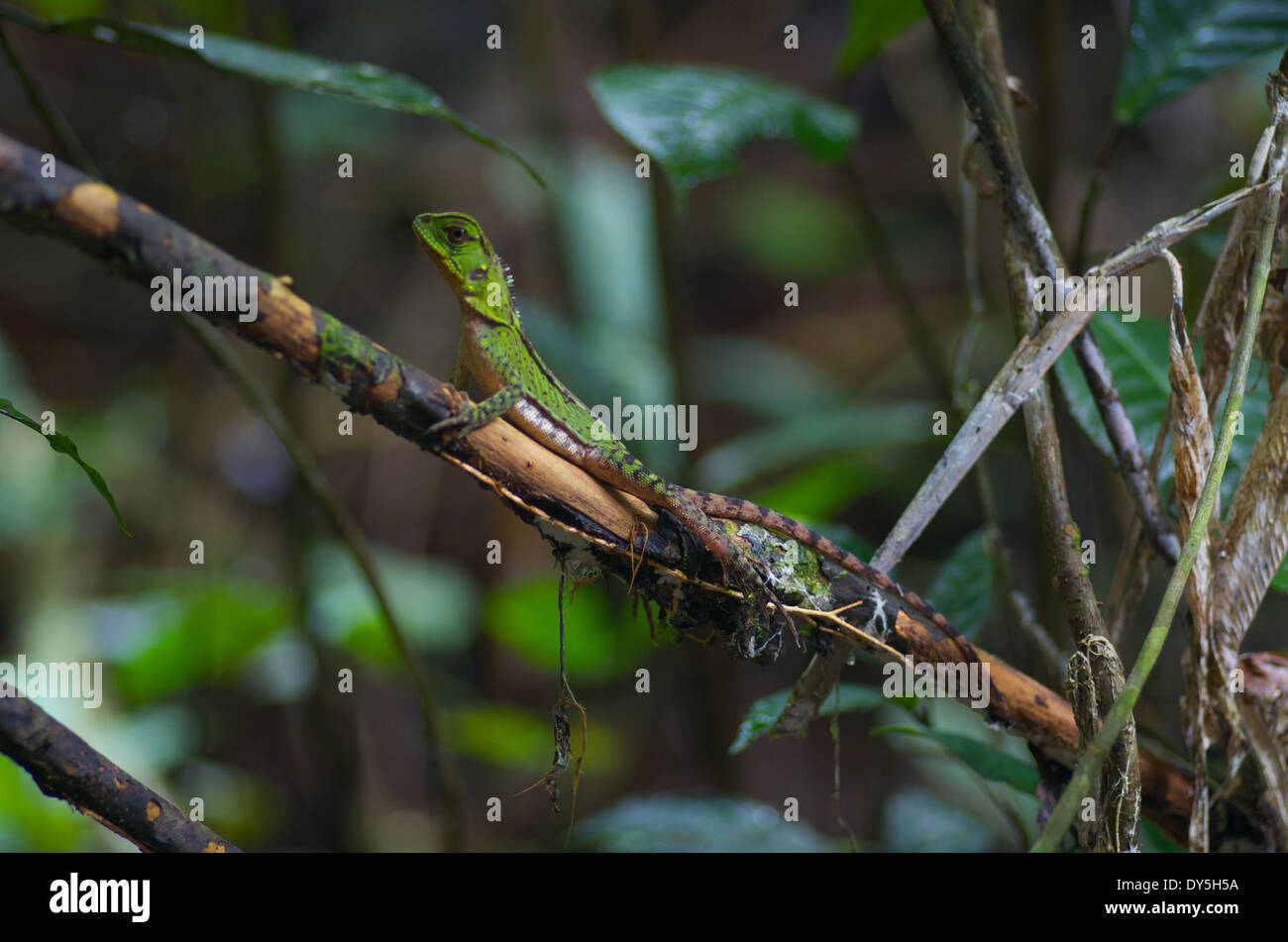 Ein junger Amazonas Wald Drache (Enyalioides Laticeps) thront auf einem dünnen Ast im Amazonasbecken in Peru. Stockfoto