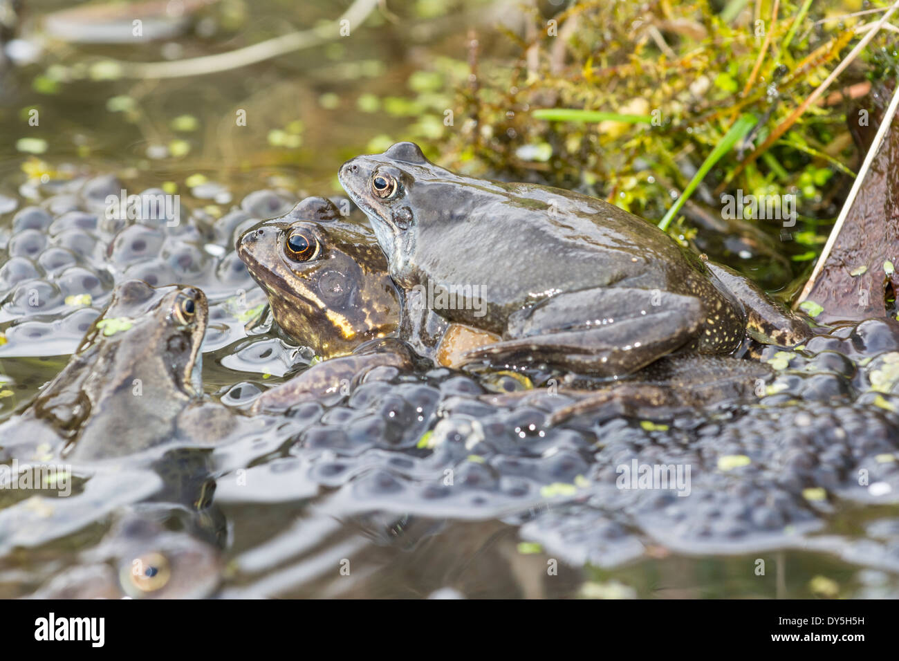 Gartenteich Kreaturen Stockfotos und bilder Kaufen Alamy