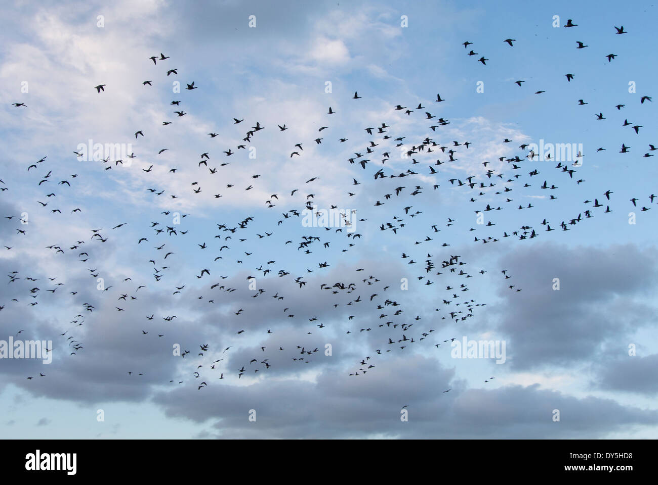 Ringelgänse Herde gegen dramatischer Himmel fliegen, Stockfoto