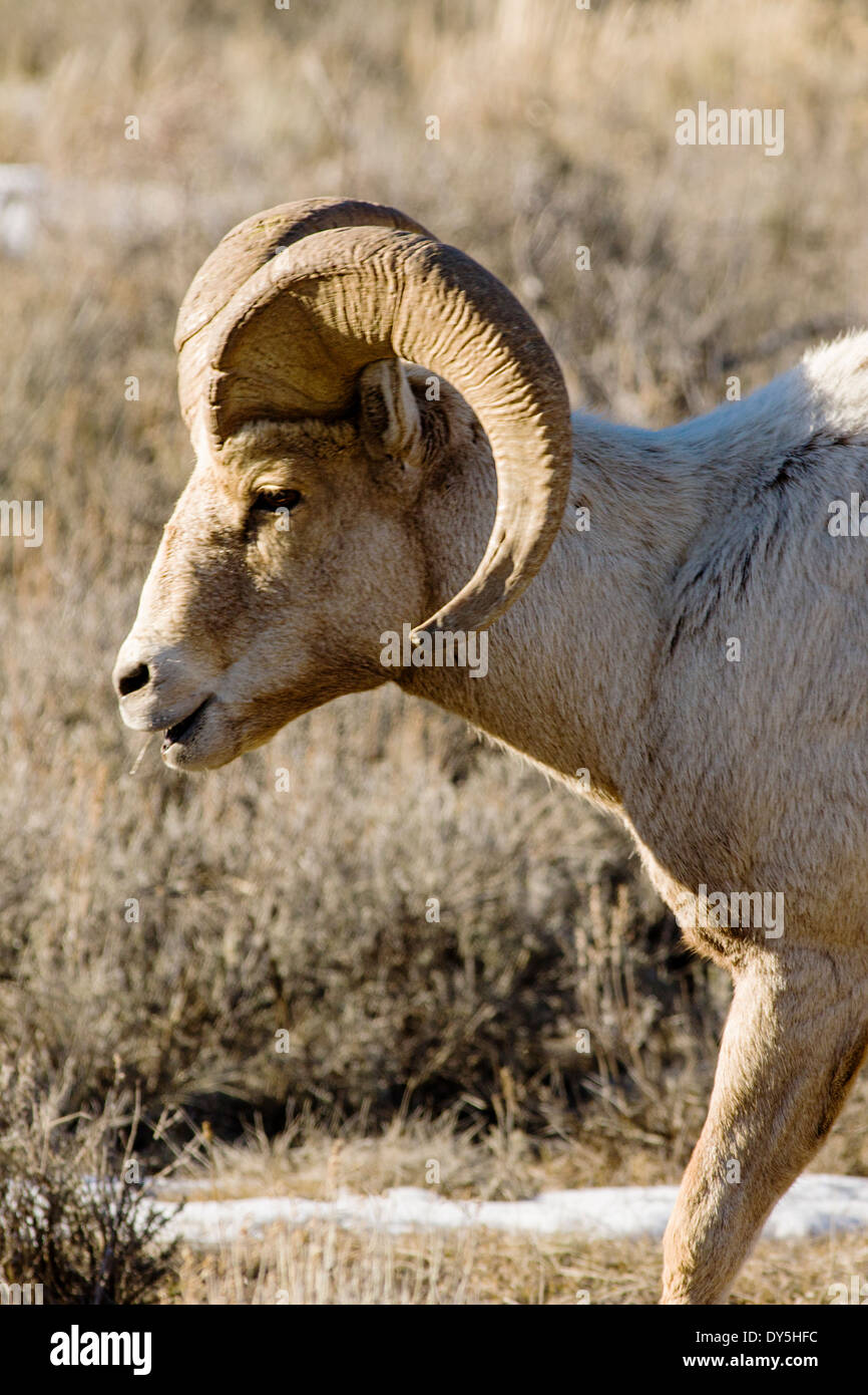 Dickhornschaf Ovis Canadensis, in der Nähe von Jackson Hole, Wyoming, USA Stockfoto