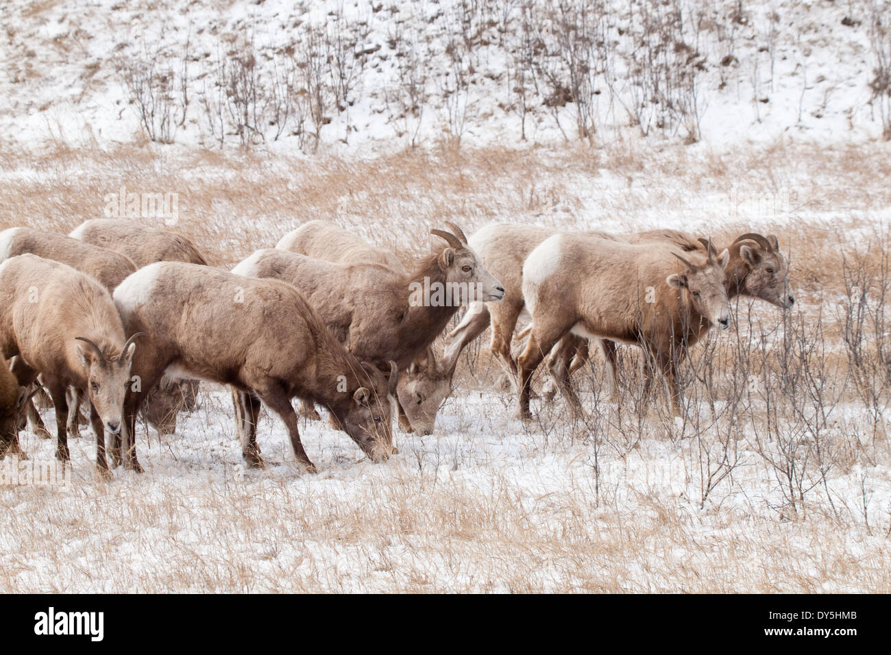 Eine Herde von Rocky Mountain Dickhornschaf (Ovis Canadensis) Weiden im Spätwinter in Jasper Nationalpark, Alberta, Kanada. Stockfoto