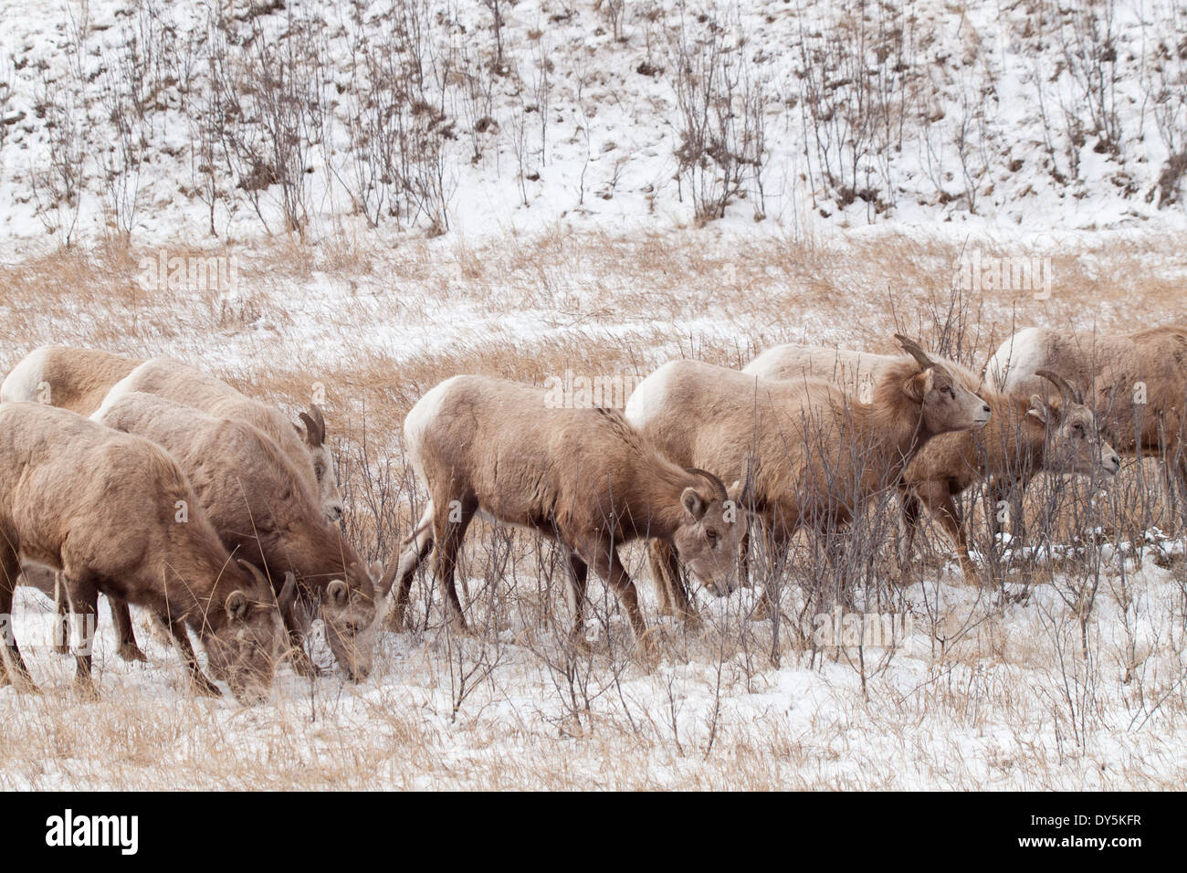 Eine Herde von Rocky Mountain Dickhornschaf (Ovis Canadensis) Weiden im Spätwinter in Jasper Nationalpark, Alberta, Kanada. Stockfoto