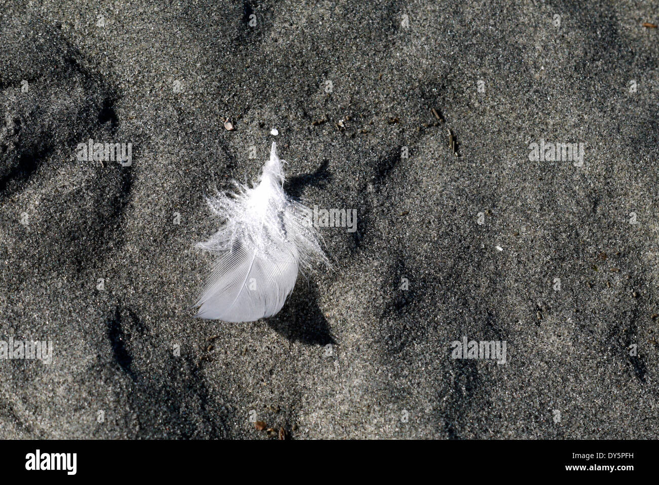 Einzelne weiße Feder auf dem Sand bei Qualicum Beach, Britisch-Kolumbien Stockfoto
