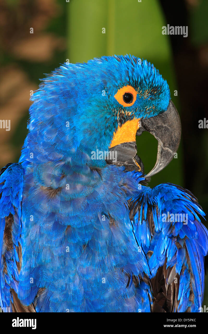Porträt von ein Hyazinth-Ara, Anodorhynchus Hyacinthinus. Der Vogel ist seine Federn putzen. Stockfoto