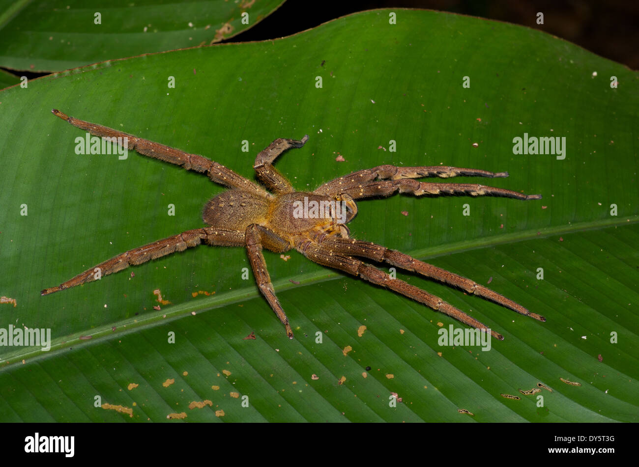 Amazon Spinne Stockfotos und -bilder Kaufen - Alamy