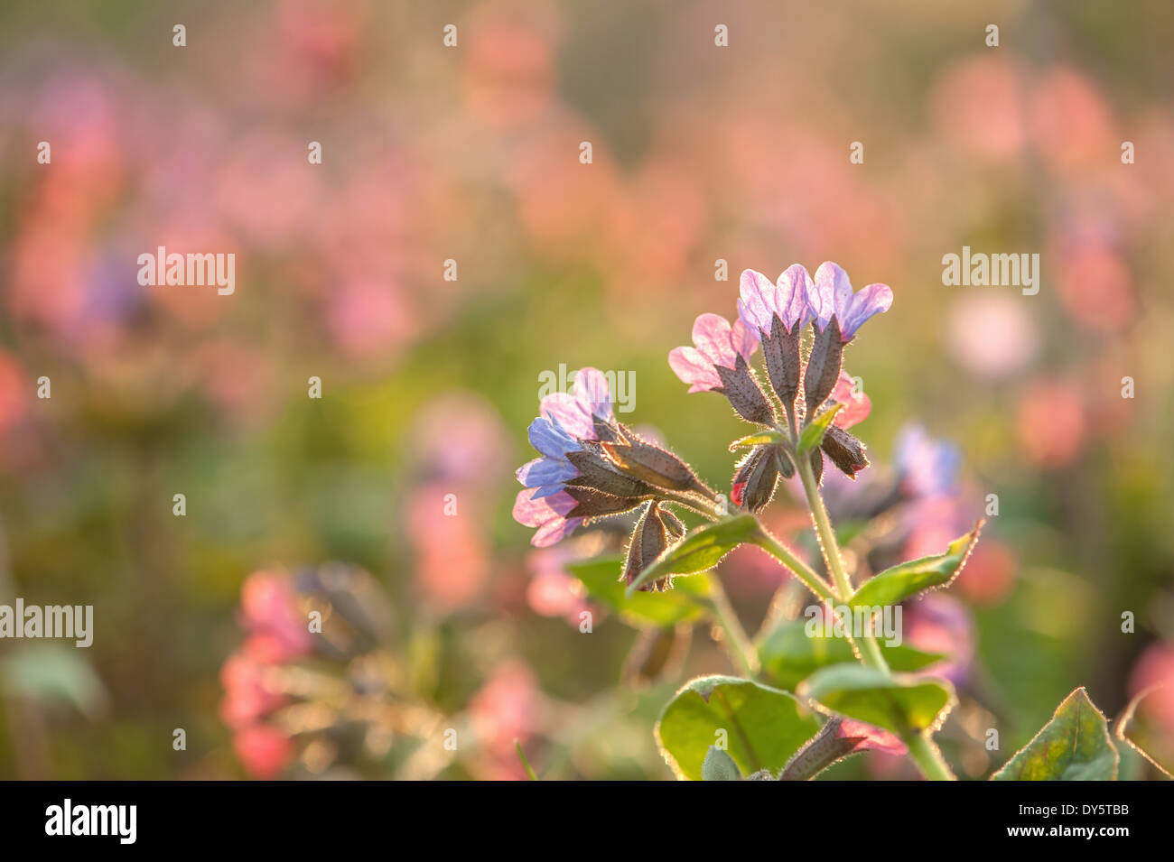 die Schönheit rosa Blume Hintergrund Stockfoto