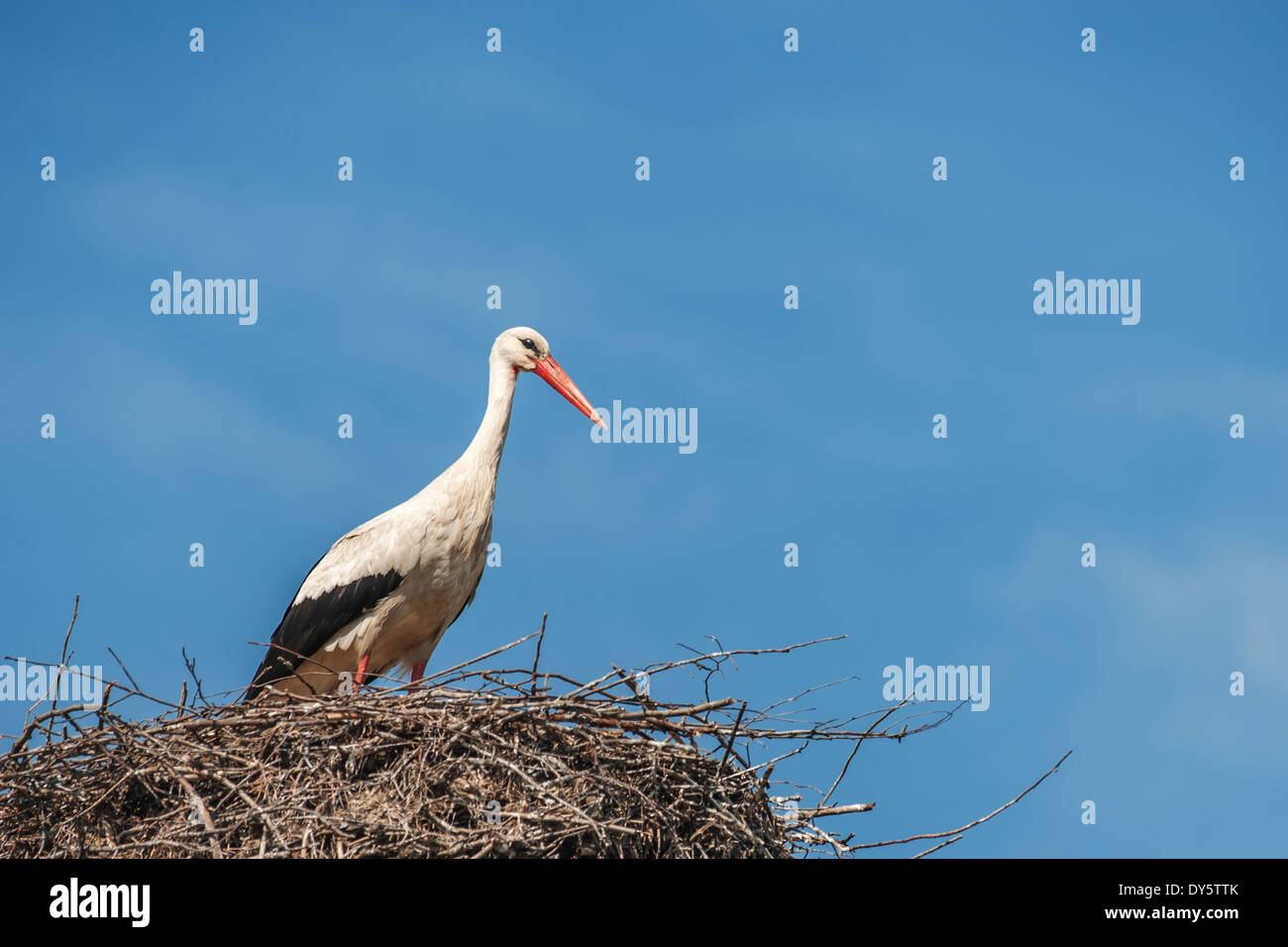 Storch auf dem Nest hautnah Stockfoto