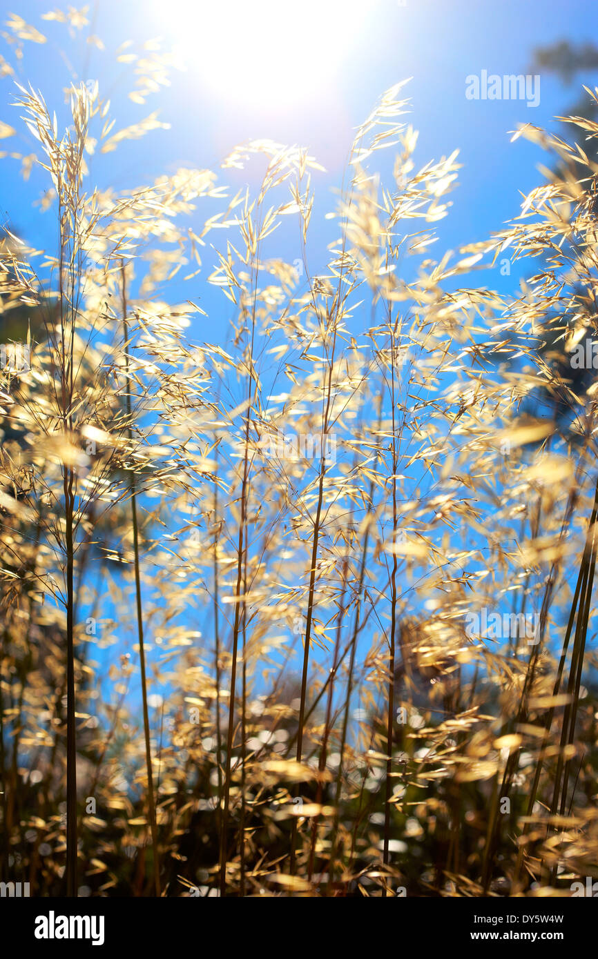 Stipa Gigantea "Gold errichtete" Stockfoto