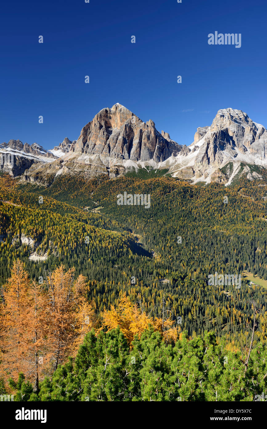 Tofana di Rozes und Tofana di Mezzo über Lärchen im Herbst Farben, Cortina D´Ampezzo, Dolomiten, UNESCO-Weltkulturerbe Stockfoto