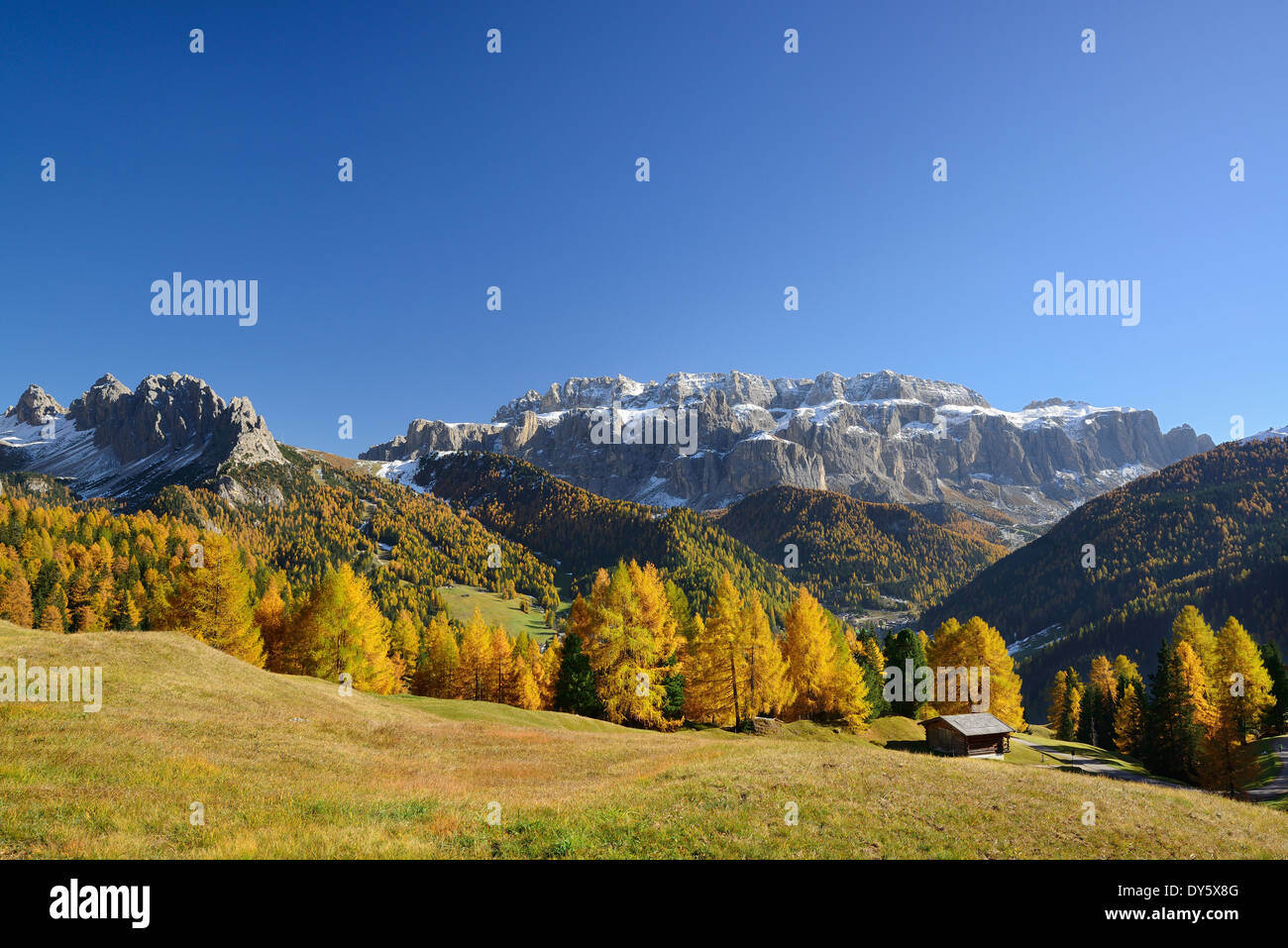 Sella Bereich oberhalb Lärchen in herbstlichen Farben, Val Gardena, Dolomiten, UNESCO World Heritage Site Dolomiten, Südtirol, Italien Stockfoto