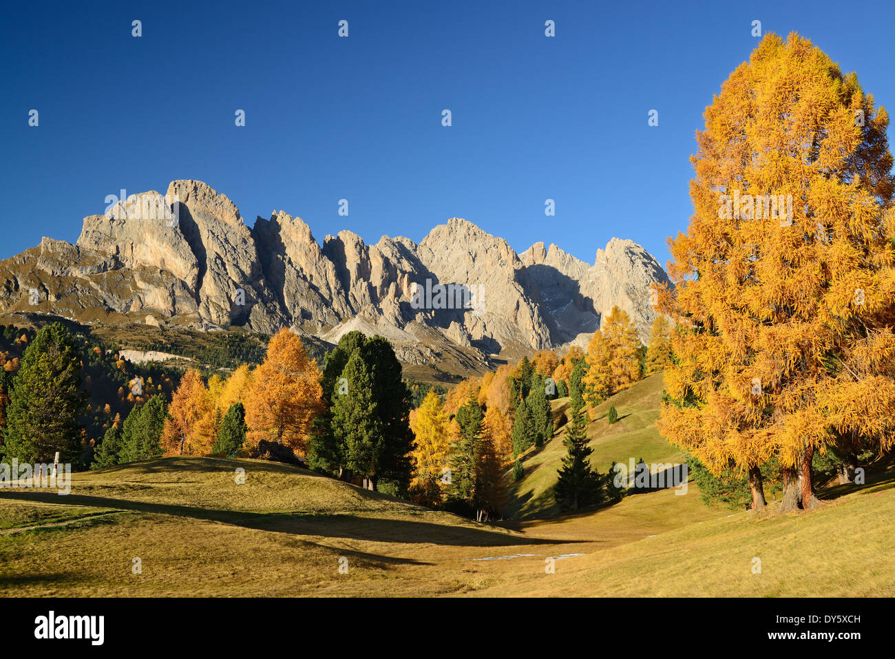 Geisler Bereich oben Lärchen in herbstlichen Farben, Val Gardena, Dolomiten, UNESCO World Heritage Site Dolomiten, Südtirol Stockfoto