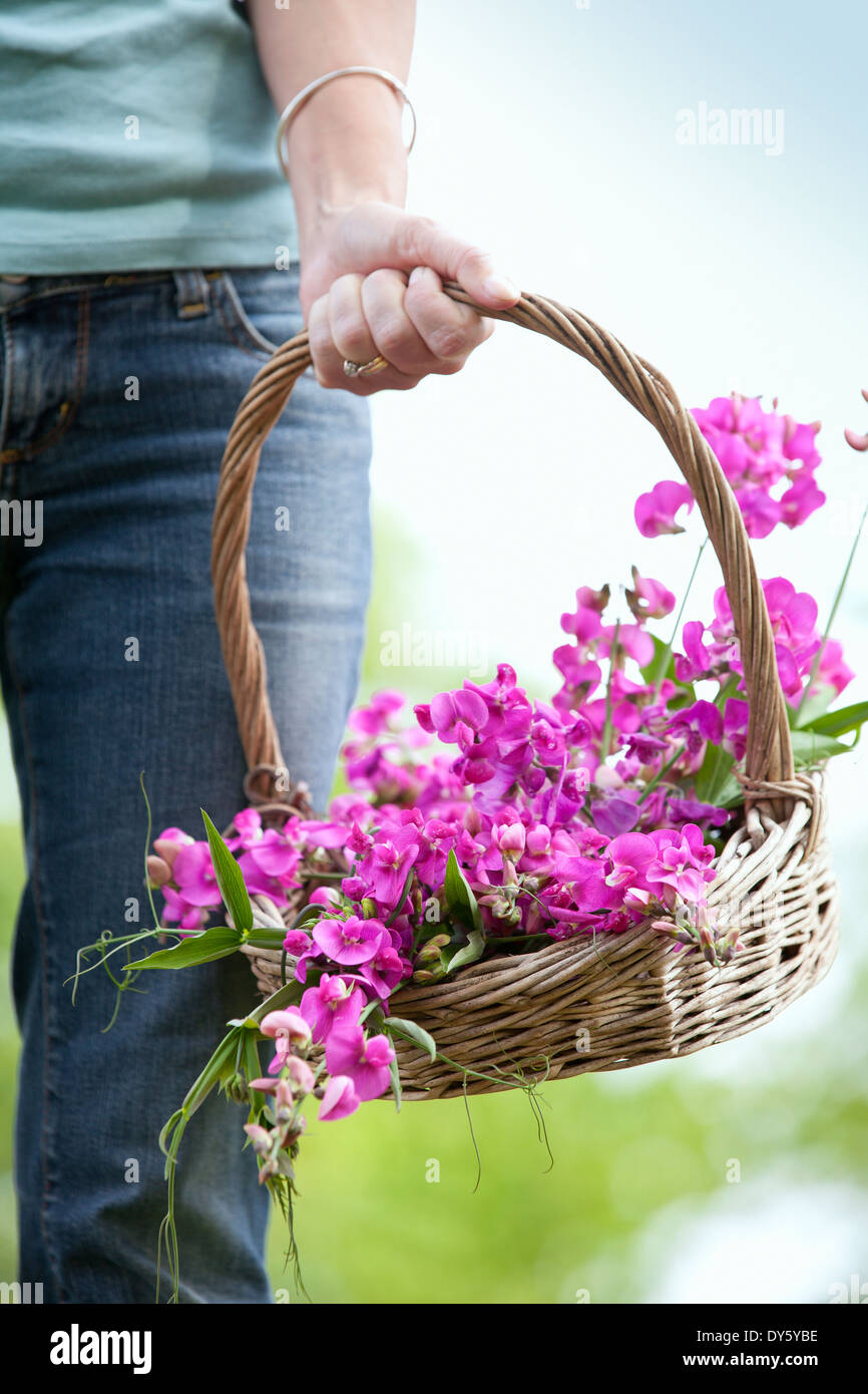 Korb mit Zuckererbsen, Lathyrus Latifolius. Stockfoto