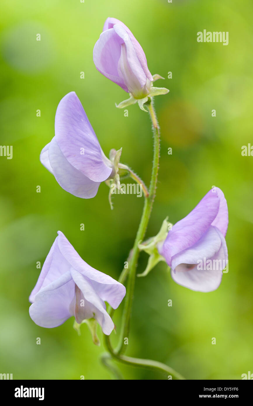 Nahaufnahme von Lathyrus man Lady Grisel Hamilton, Erbse. Sommer. Flieder/lila duftende Blüte. Stockfoto