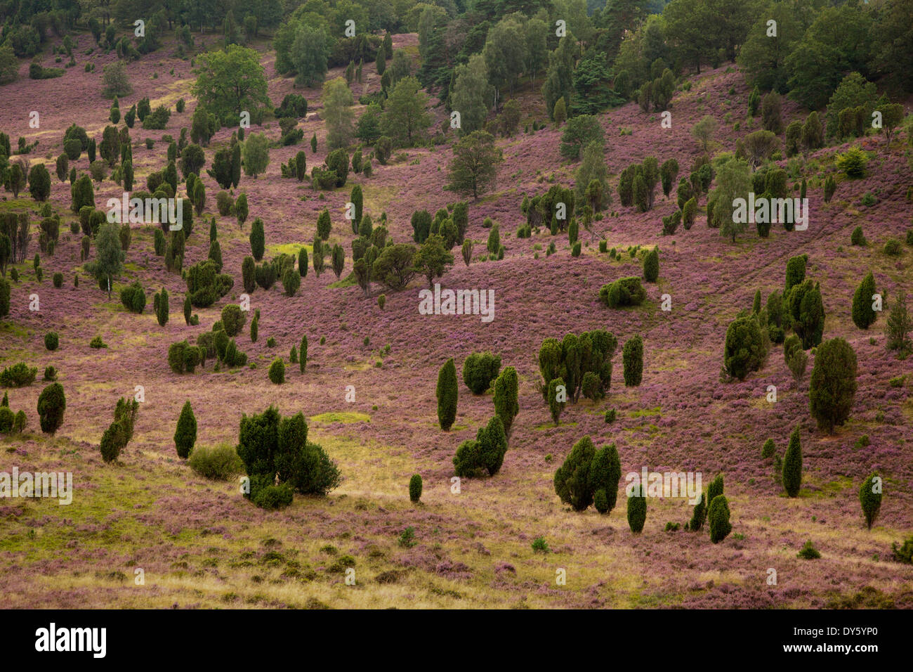 Wacholder und blühende Heide, Totengrund, Lueneburg Heath, Niedersachsen, Deutschland, Europa Stockfoto