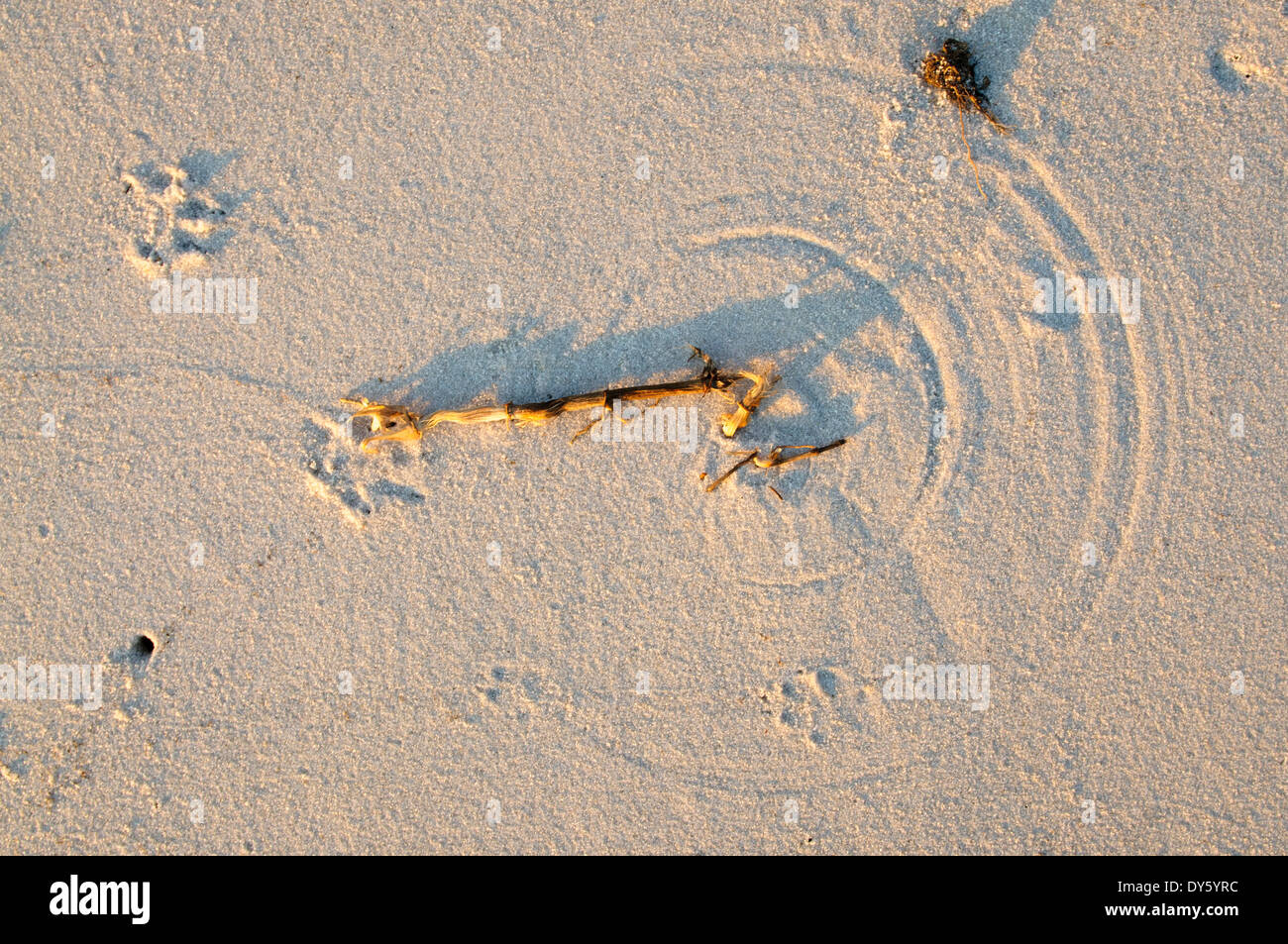 Wind geblasen Unkraut Weg aufgezeichnet im Sand. Stockfoto Wind geblasen Unkraut Weg aufgezeichnet im Sand. Stockfoto